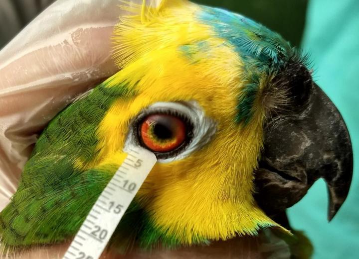 L'Amazone à front bleu est un perroquet vivant en Amérique du Sud. © Arianne P. Oriá