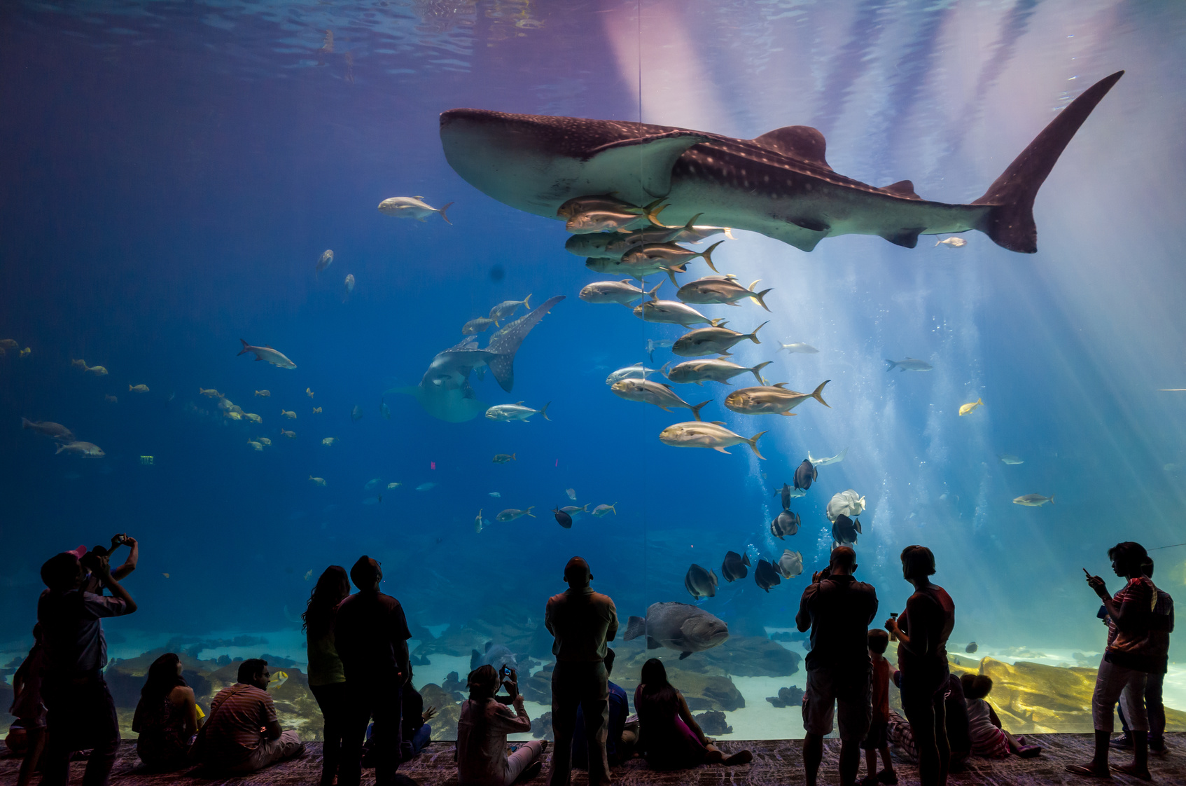 Les aquariums de France permettent de mieux appréhender la vie sous-marine et la faune aquatique. © F11, Fotolia