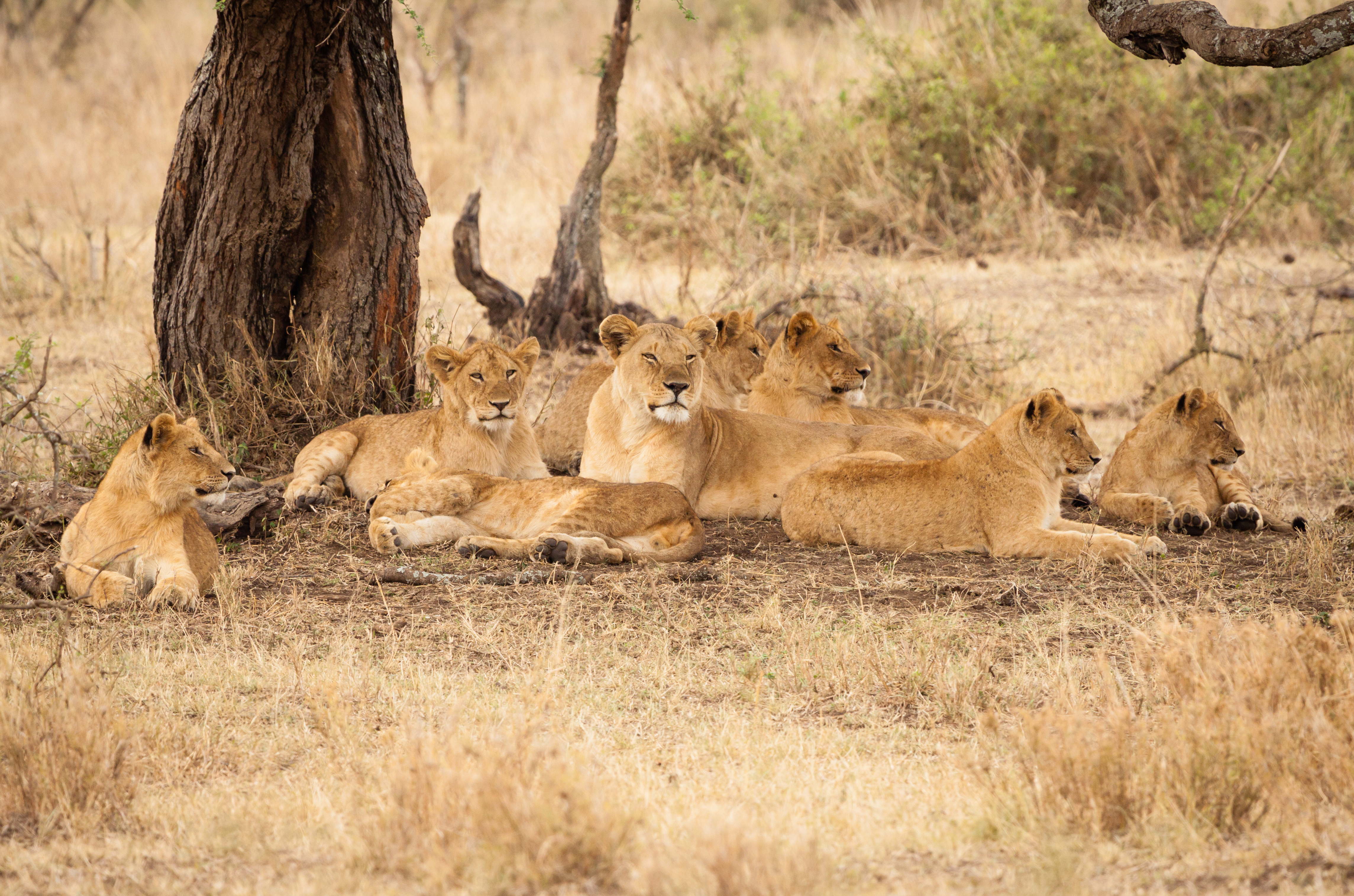 Les lions sont les seuls félins sauvages à vivre en groupe, ils sont capables de s’entraider et de se coordonner pour attraper de grandes proies, à plusieurs. © angelo chiariello, Adobe Stock