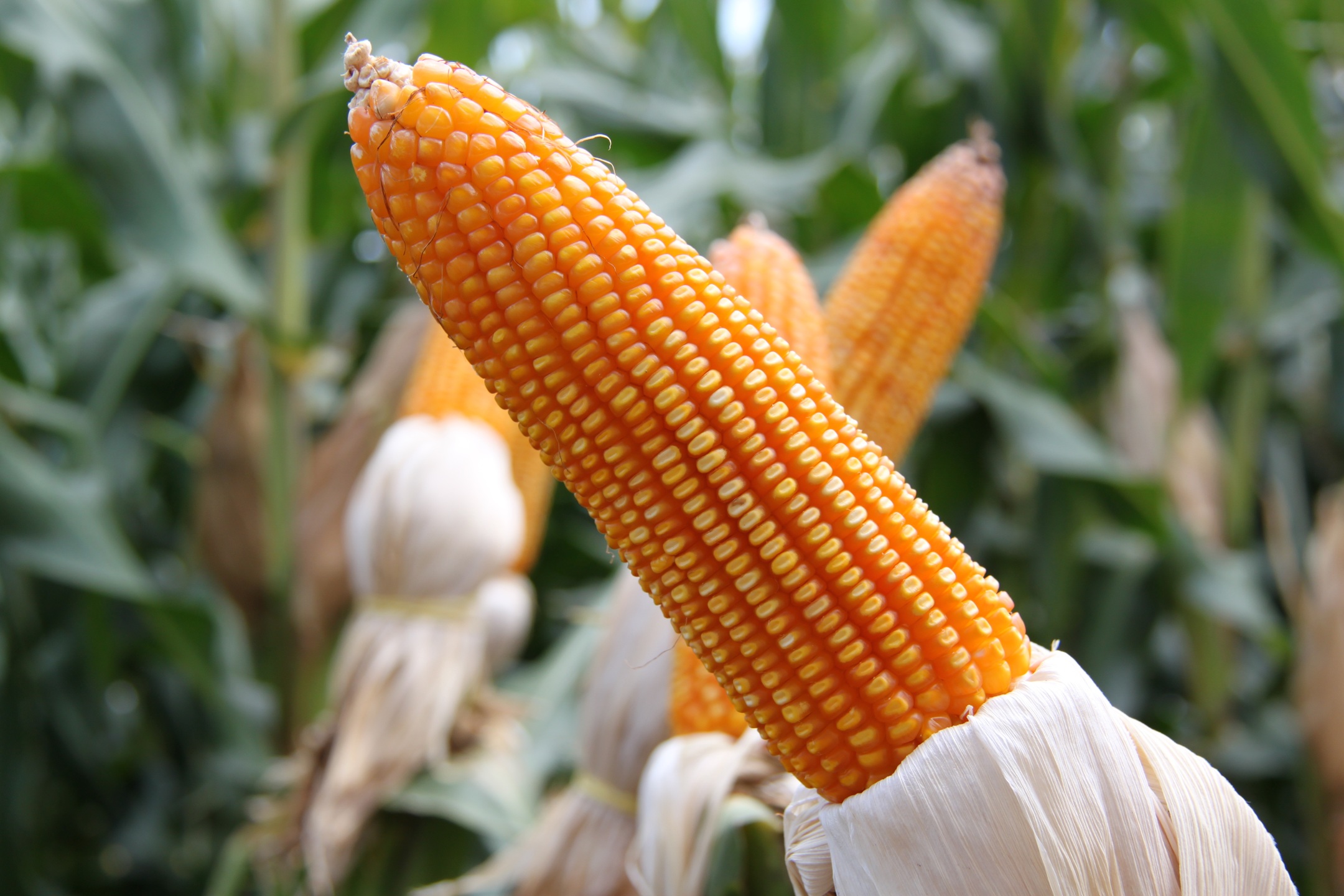 Le maïs transgénique est la semence OGM la plus cultivée au monde, après le soja. © PxHere