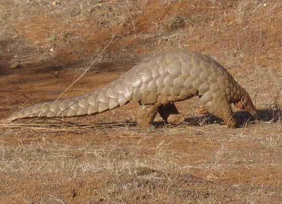 Avec ses écailles soudées, le pangolin a tout d'abord été confondu avec un reptile. © Sandip kumar, Wikipédia, cc by sa 3.0