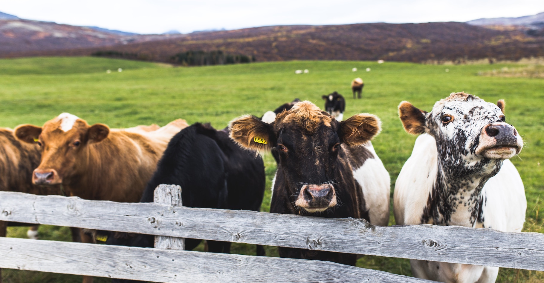 Le méthane — tel que celui émis par les rots et les pets de vaches — est réputé être un puissant gaz à effet de serre. Des scientifiques en apportent la preuve par des mesures atmosphériques. © Tim Wright, Unsplash