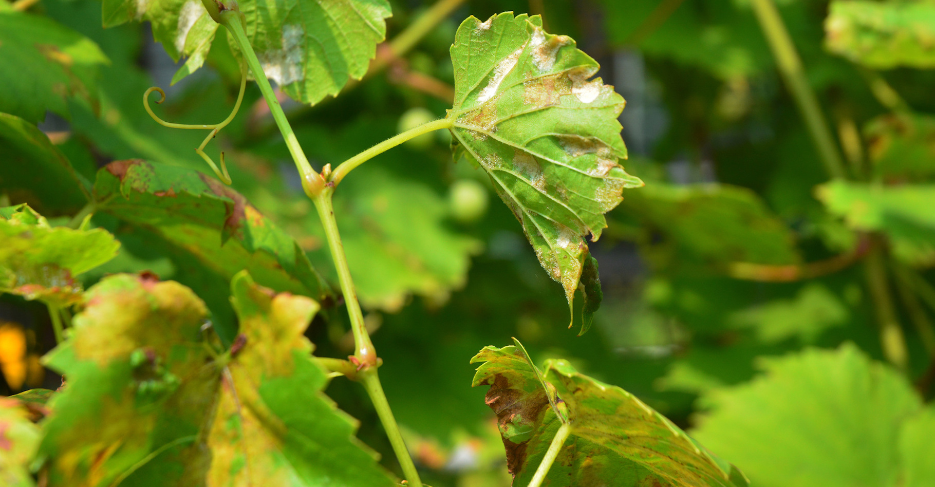 Le mildiou est une maladie qui atteint notamment la vigne. © bildlove, Fotolia