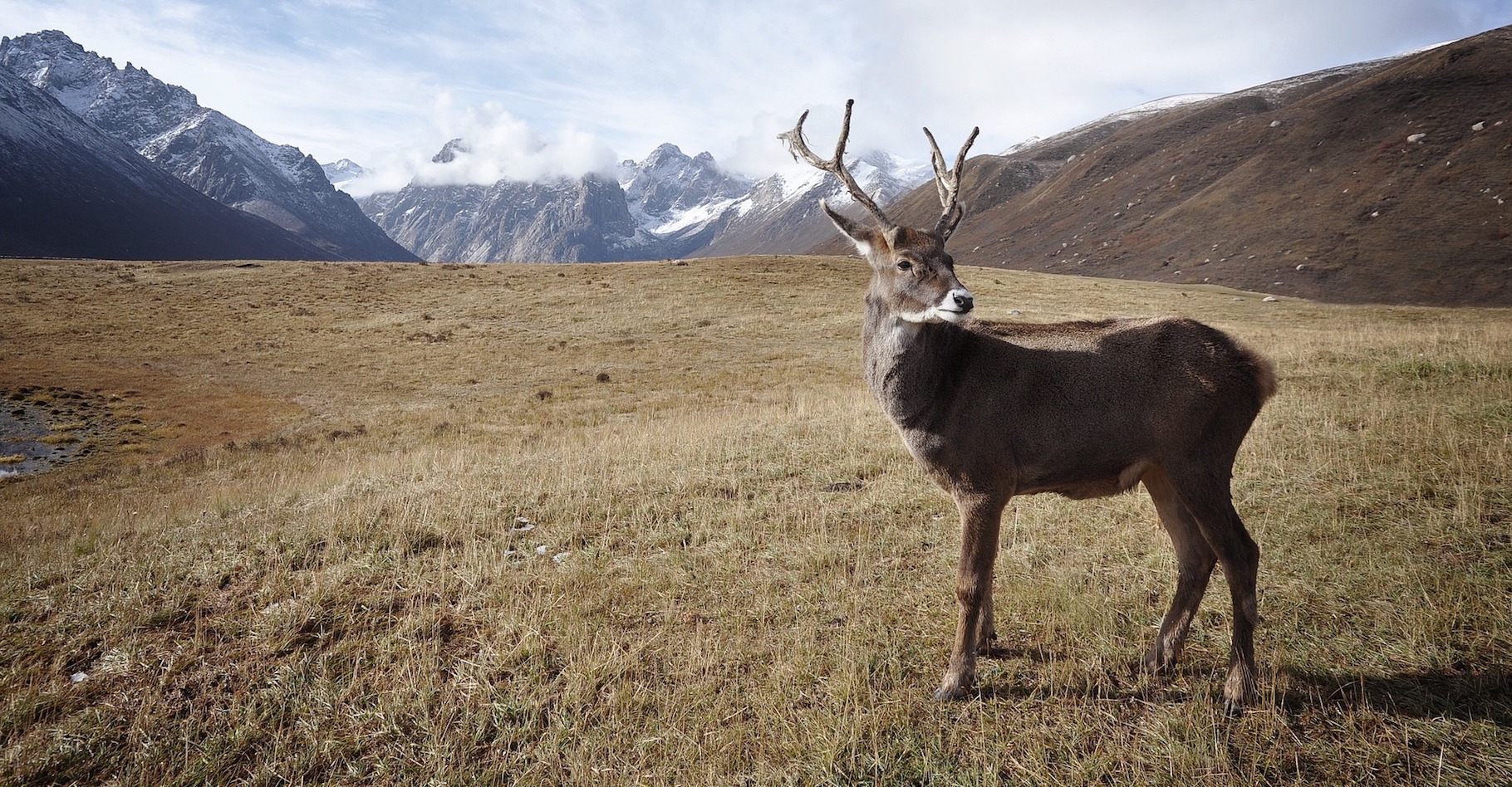Au Canada, les caribous sont aujourd’hui menacés de disparition. Mais au cours de la dernière période glaciaire, ils étaient nombreux dans la région. Des mineurs en ont retrouvé un spécimen étonnamment bien conservé du côté du Yukon. © Free-Photos, Pixabay, DP