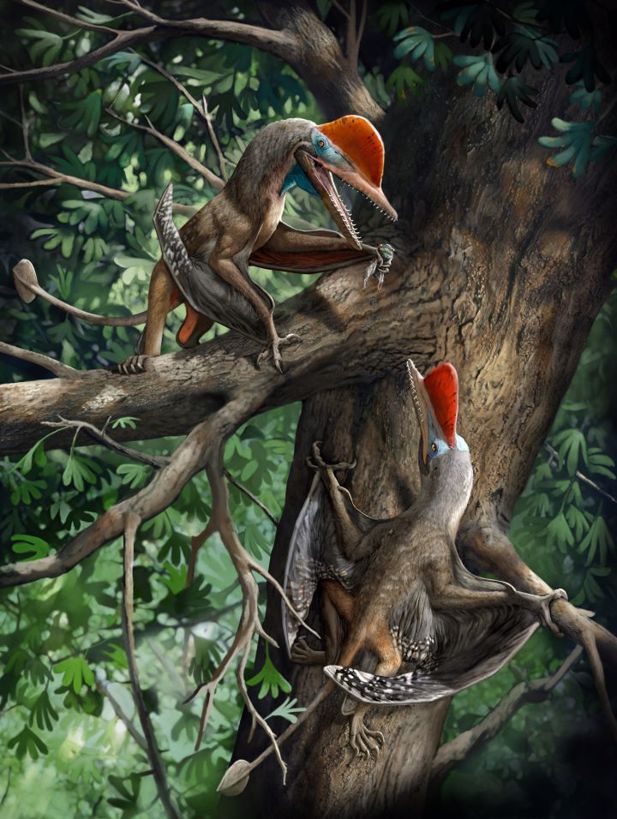 Reconstitution d'artiste du « Monkeydactyl », tel qu'est surnommé le ptérosaure Kunpengopterus antipollicatus. © Chuang Zhao