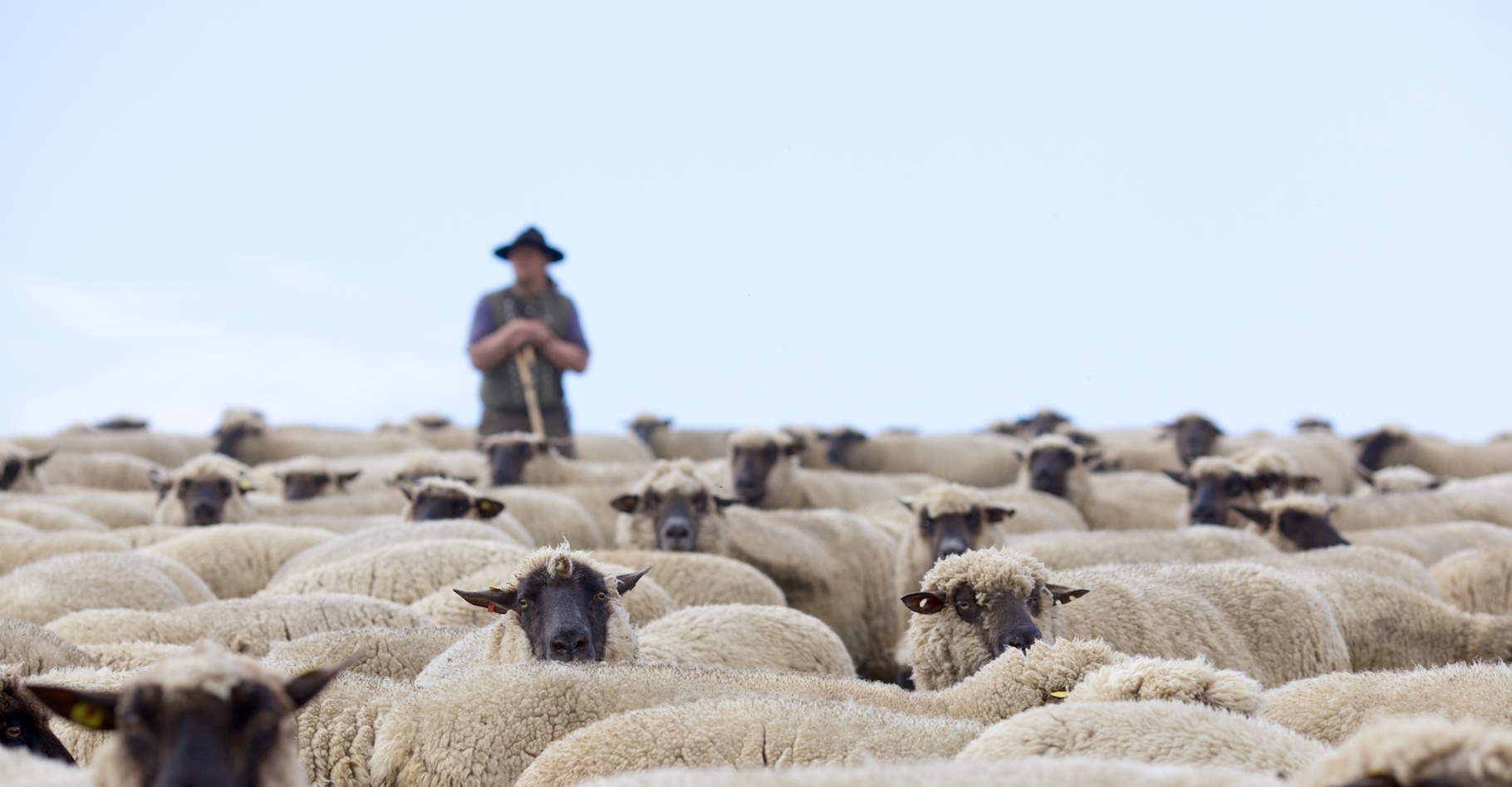 Pour reconnaître le visage de son berger sur une photo, le mouton n’a même pas besoin d’un entraînement. © Bergringfoto, Fotolia