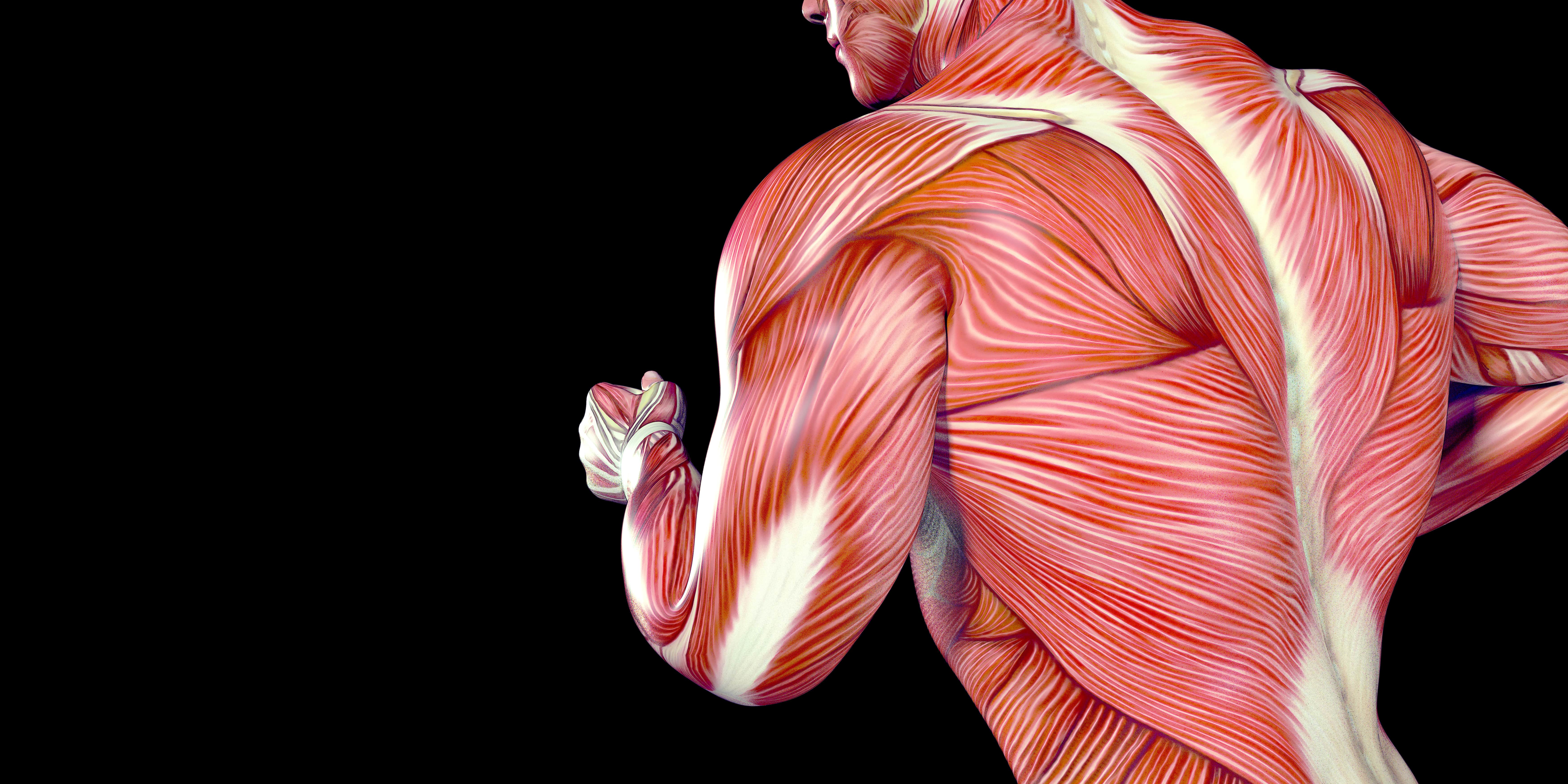 Le muscle grand rond est un adducteur situé au niveau du bord latéral de l'omoplate © madesapix, Adobe Stock