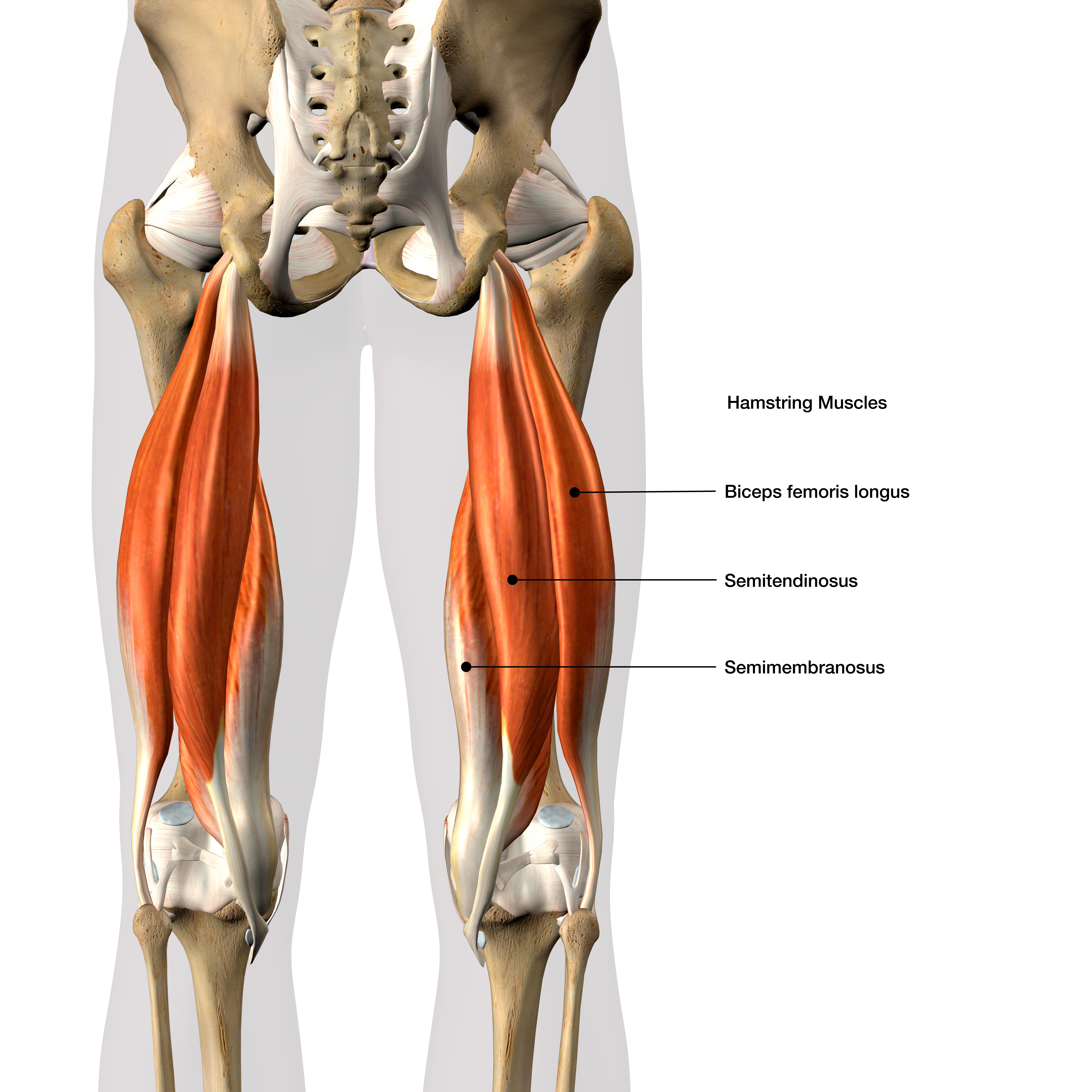 Le muscle soléaire est un muscle du membre inférieur situé à l'arrière de la jambe © HANK GREBE, Adobe Stock