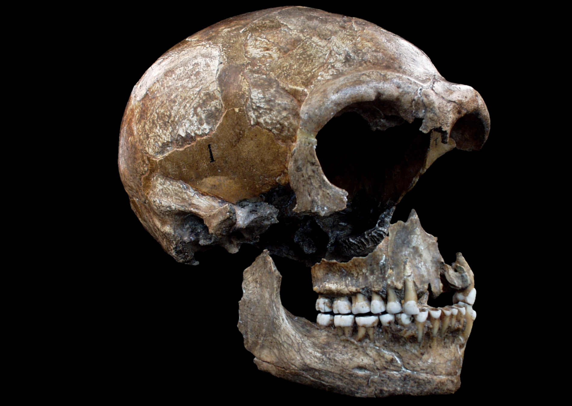L'homme de Néandertal aurait vécu en Europe et en Asie de -120.000 à -30.000 ans avant notre ère. Sa taille moyenne devait être comprise entre 1,55 et 1,65 mètre. Il fabriquait des outils et maîtrisait le feux. On voit ici un crâne faisant partie des trois squelettes fossiles partiels appartenant à l'espèce Homo neanderthalensis découverts dans la grotte de Spy dans la province de Namur, en Belgique. Les deux premiers squelettes, mis au jour en 1886, constituèrent la deuxième découverte officielle de fossiles néandertaliens après celle de la vallée de Néander, en Allemagne. L'Homme de Spy, comme on l’appelle parfois, avait un régime carné et végétarien. © Patrick Semal, Institut des Sciences naturelles de Belgique.