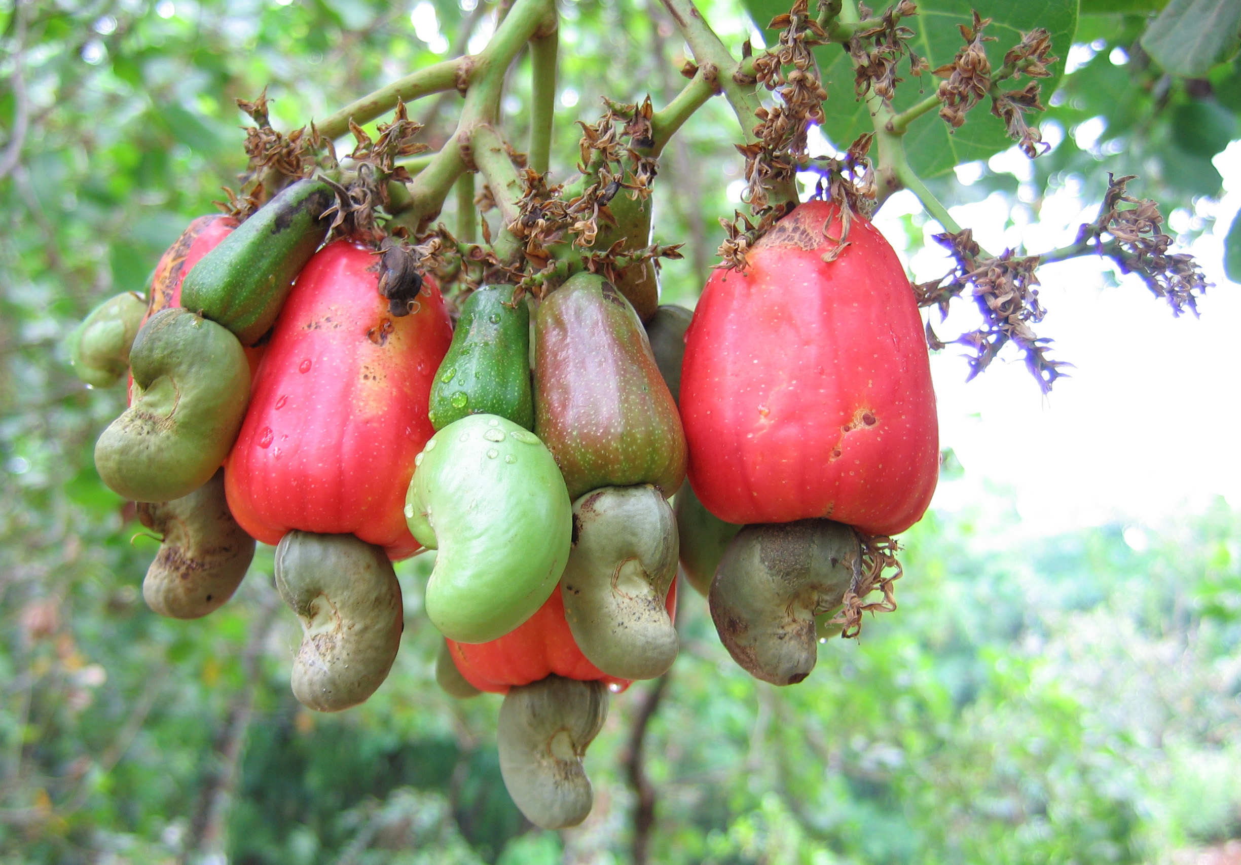 La noix de cajou se trouve au bout d’une tige charnue appelée pomme de cajou. © Vinayaraj, Wikipédia, CC by-sa 3.0