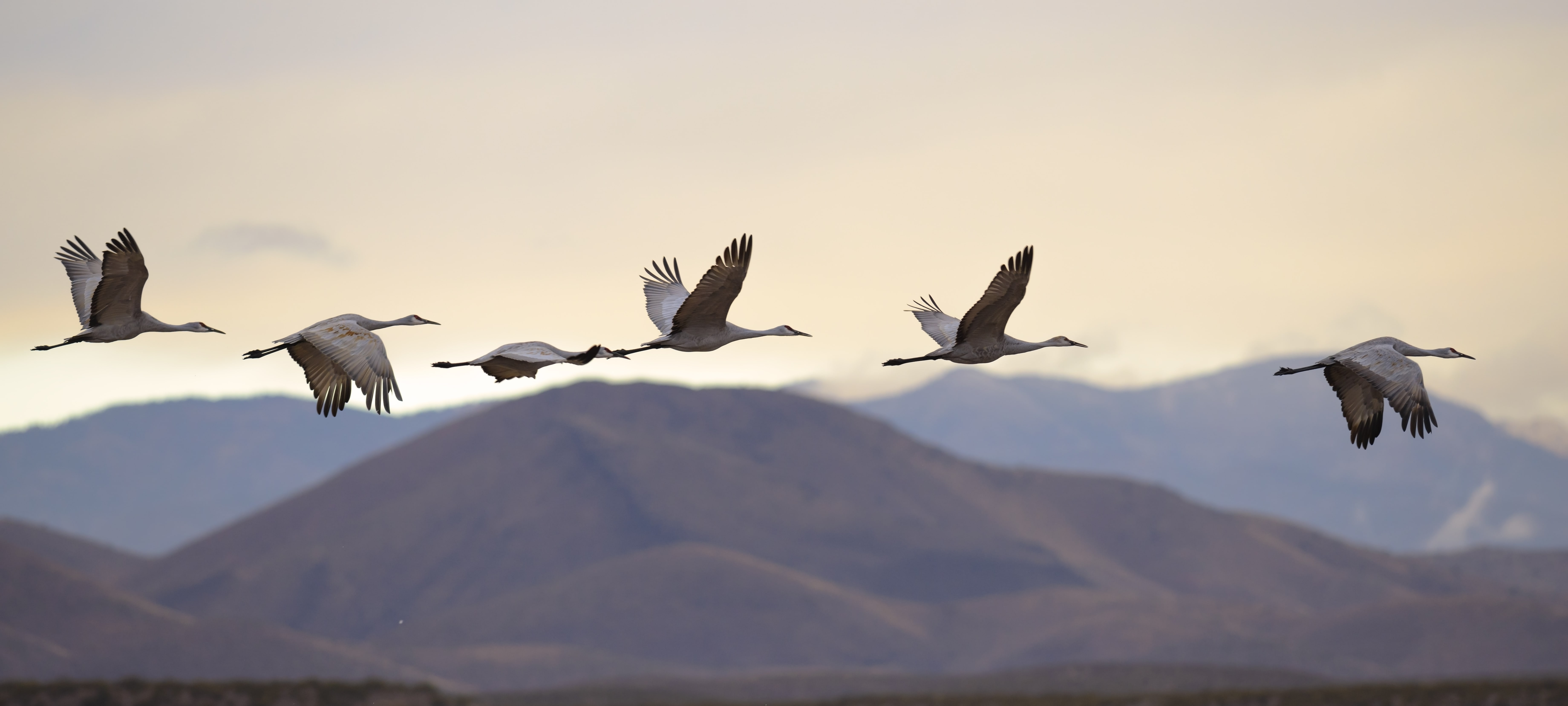 Si les oiseaux volent si haut et si loin, c'est en partie grâce à leurs poumons en boucle. © kojihirano, Adobe Stock