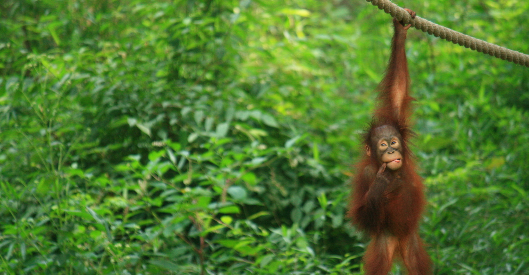 Alors que de nouveaux travaux éclairent leur intelligence, les orangs-outans continuent d’être menacés par la déforestation. © darock, Fotolia
