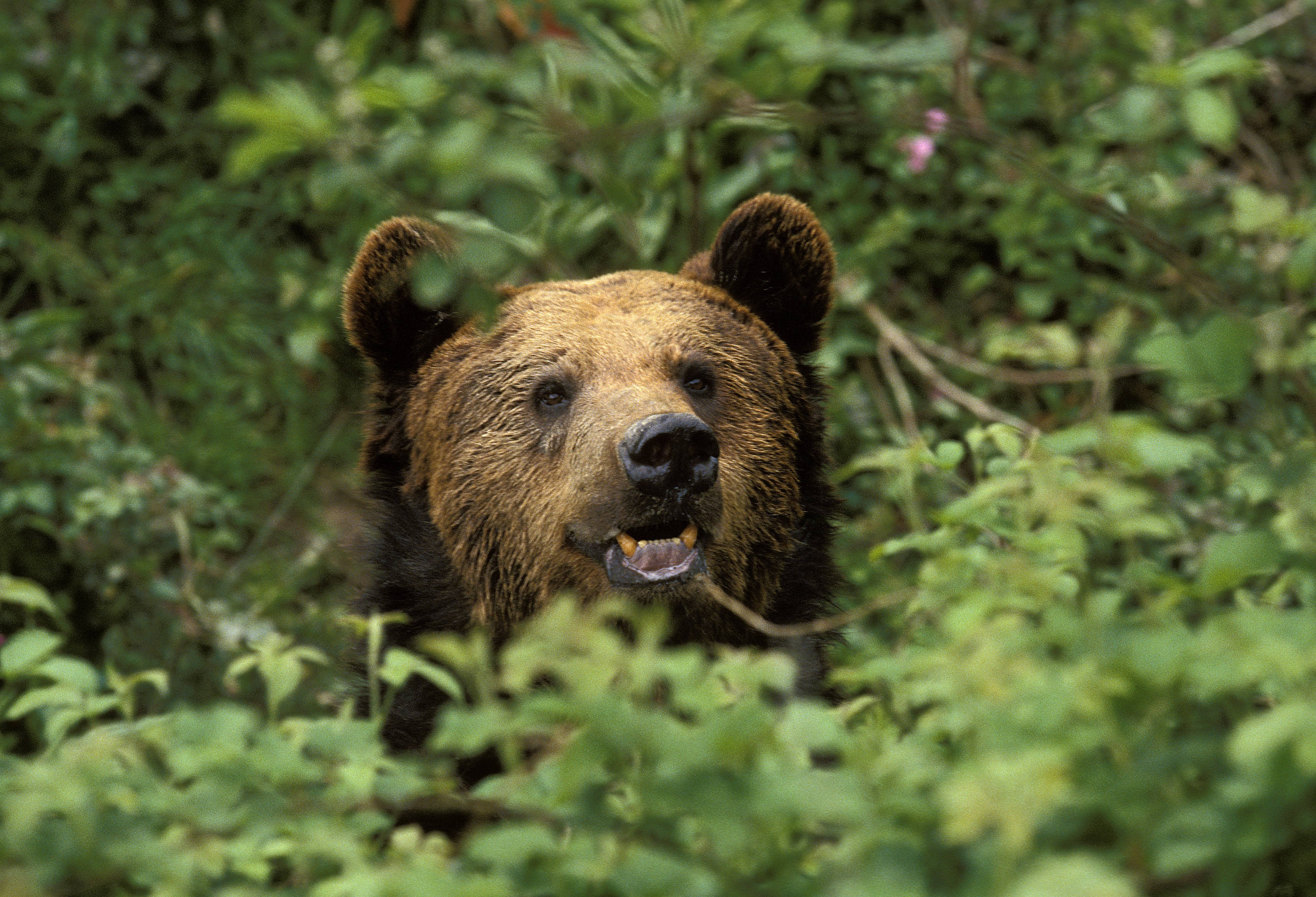 L'ours brun, qui peut vivre jusqu'à 30 voire 40 ans, se plaît particulièrement dans les forêts boréales ou les massifs montagneux. © Slowmotiongli, Adobe Stock