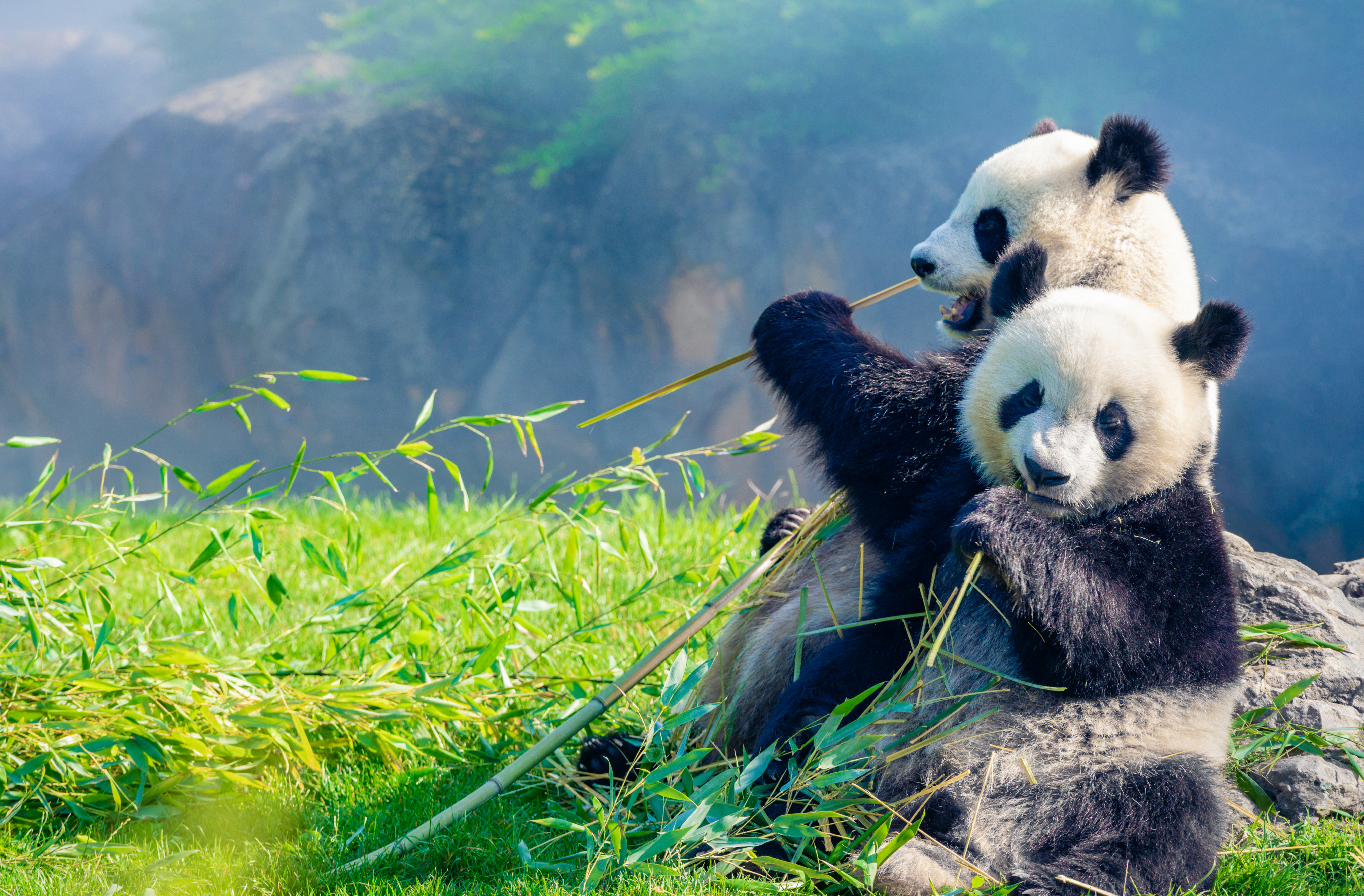 Huan Huan et Yuan Meng&nbsp;mangeant du bambou au petit matin dans le ZooParc de Beauval. © Daniel X D, Adobe Stock