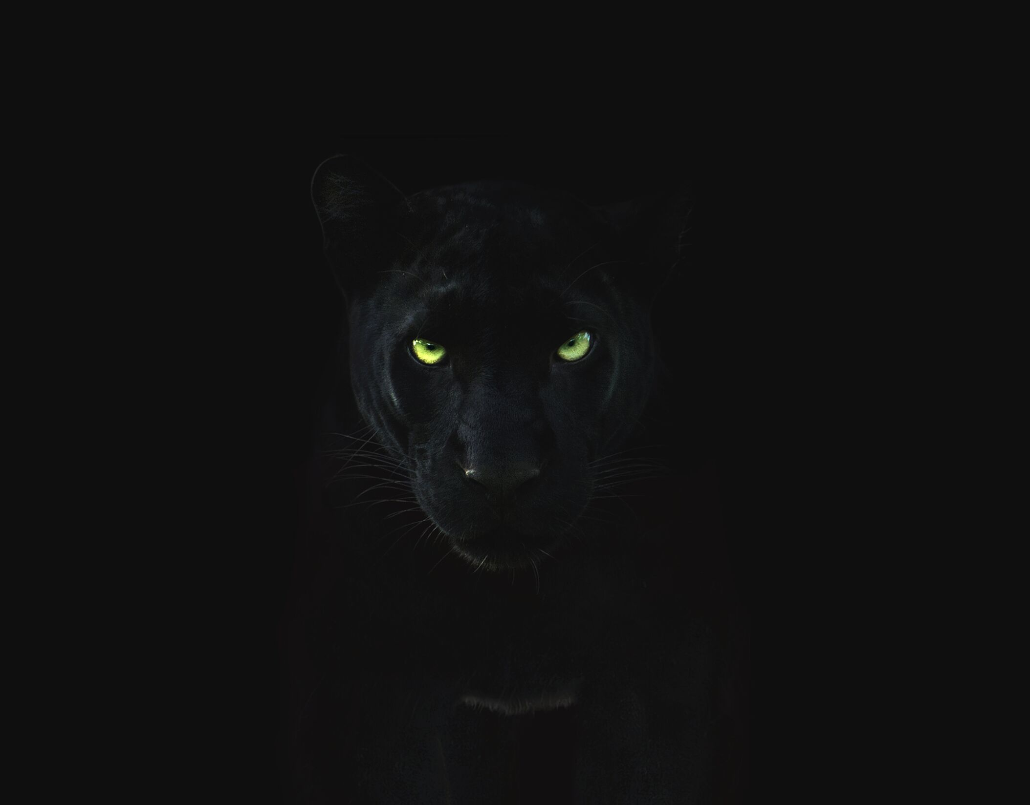La panthère noire, aussi appelée léopard noir, est un léopard atteint d'une mutation génétique. © National Geographic