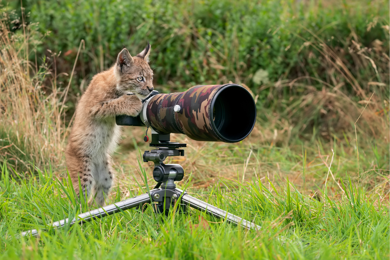 La triche cachée derrière les photographies animalières parfaites. © Sduben, iStock