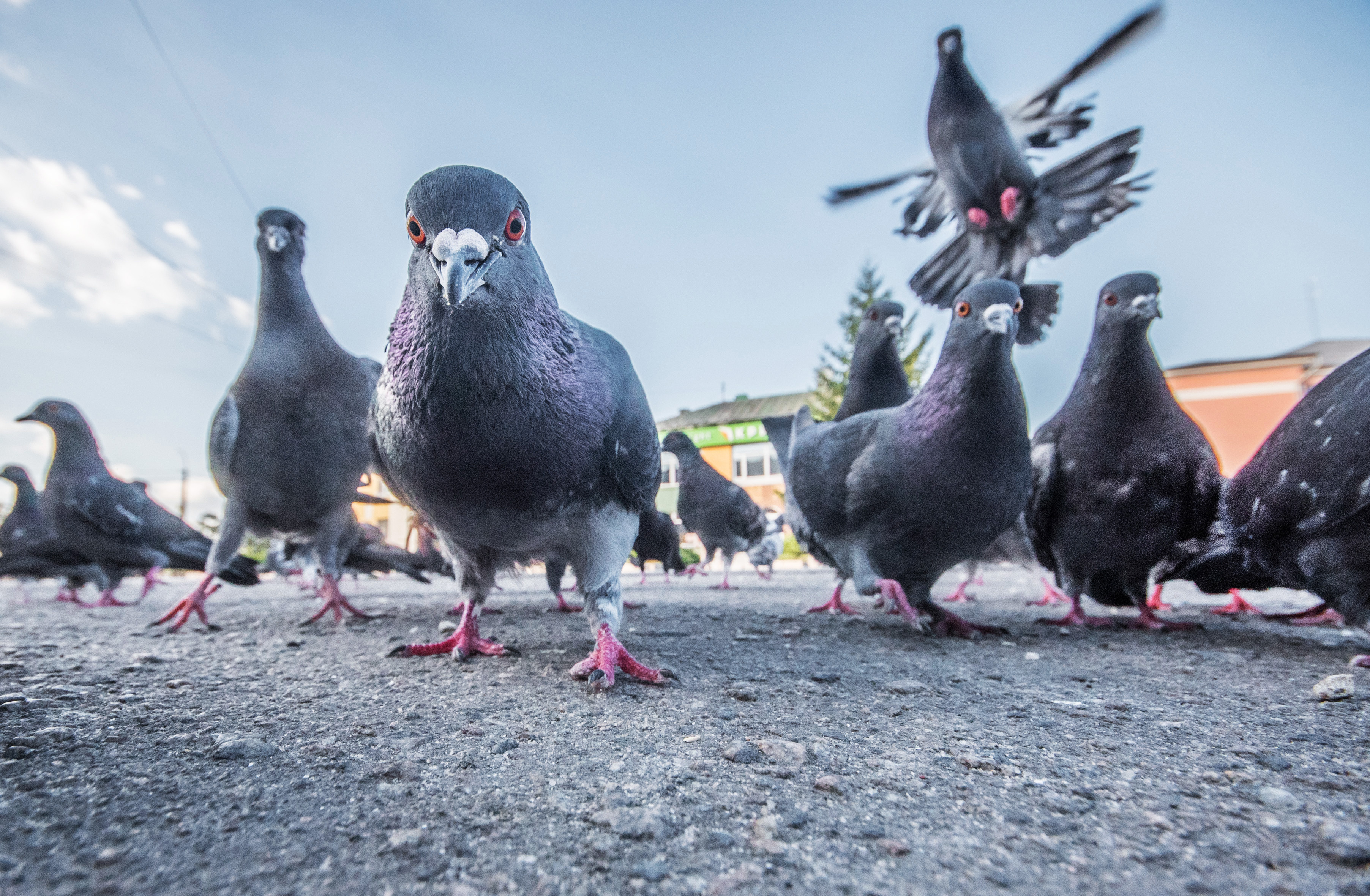 Les pigeons perdent régulièrement leurs doigts et pattes à cause des activités humaines : pollution et... coiffeurs ! © Rostyle, Adobe Stock