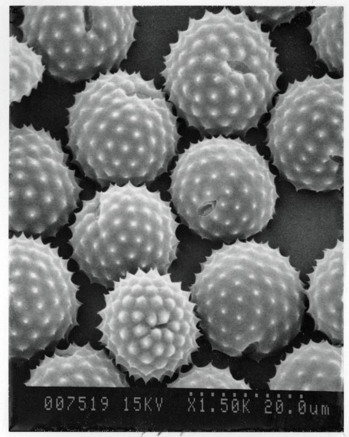 Cette image de pollen d'ambroisie a été obtenue par microscopie électronique à balayage (MEB). Un faisceau d'électrons balaye la surface d'un échantillon, qui émet alors certaines particules. Ces particules sont analysées pour reconstruire une image 3D de la surface scannée. ©&nbsp;Lewis Ziska