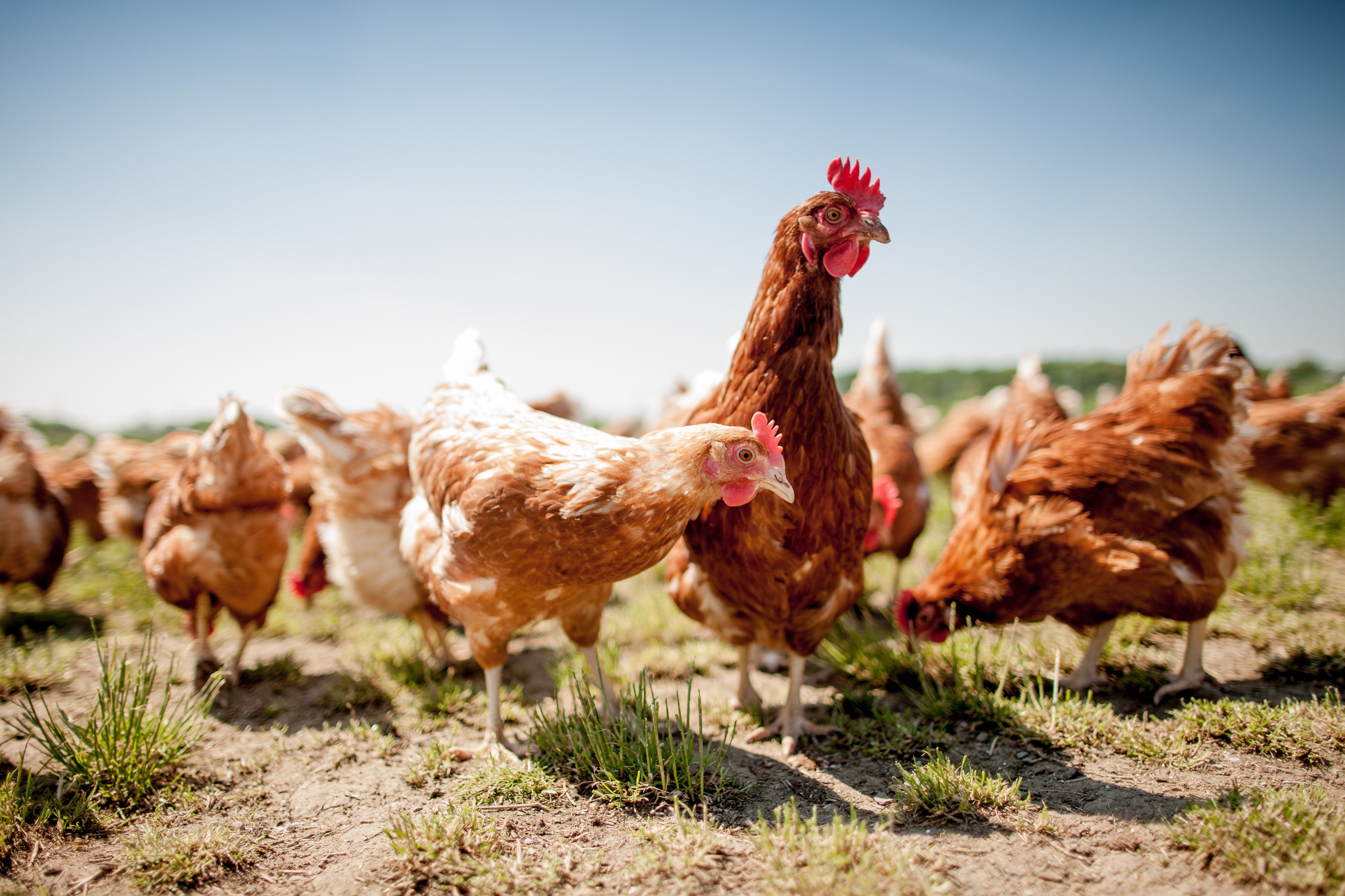 La poule domestique est l'espèce d'oiseaux dont la population est la plus importante. © Teamfoto, Adobe Stock