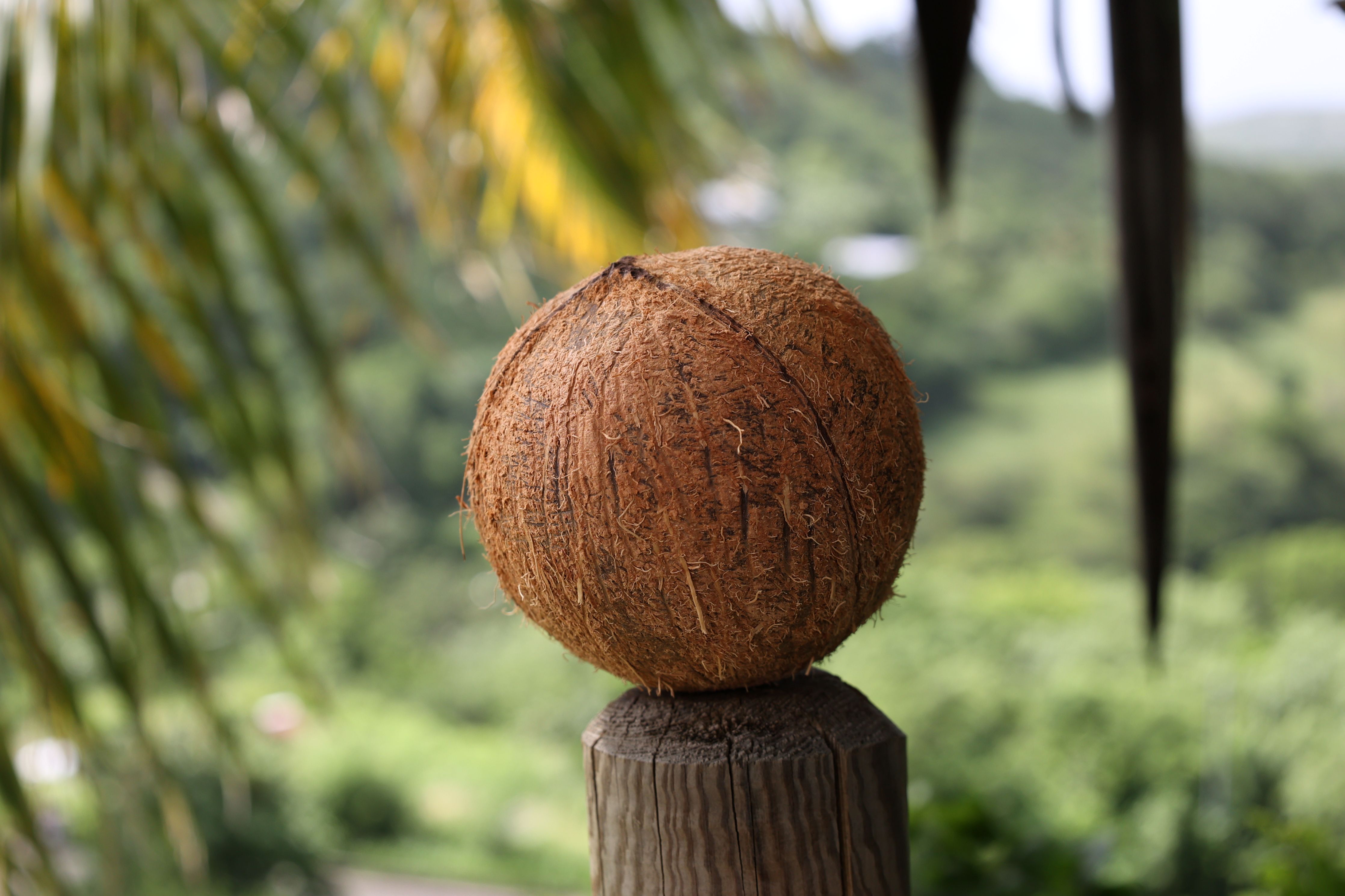 La noix de coco, un fruit aux multiples usages pour un jardinage écologique et zéro déchet. © 3k, Adobe Stock