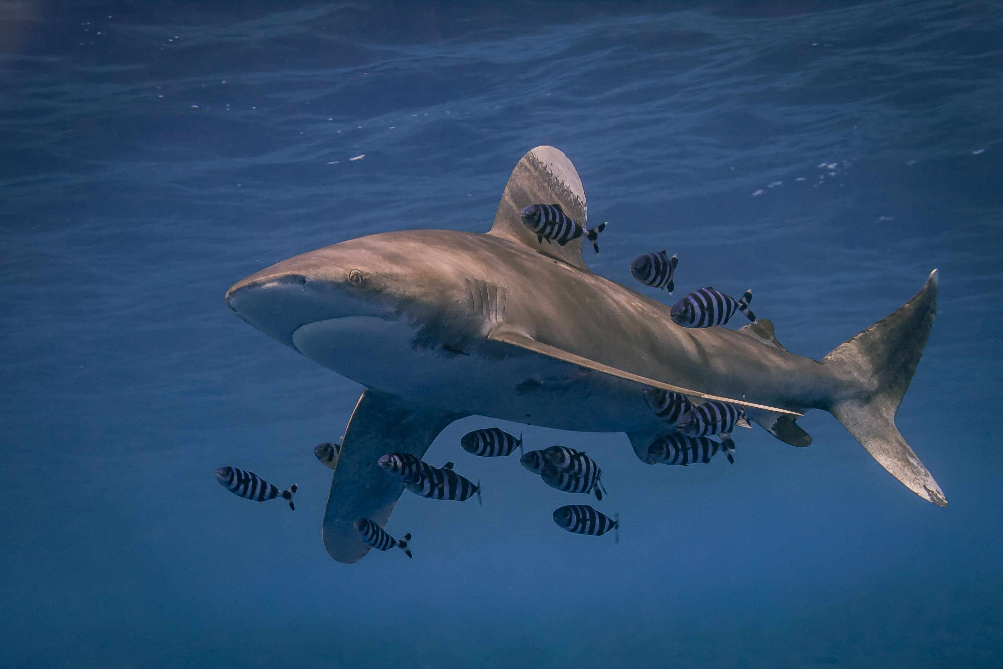 Les grands prédateurs comme les requins ont plus de mal à s'adapter au réchauffement climatique que les petites espèces.&nbsp;© Stephan, Adobe Stock