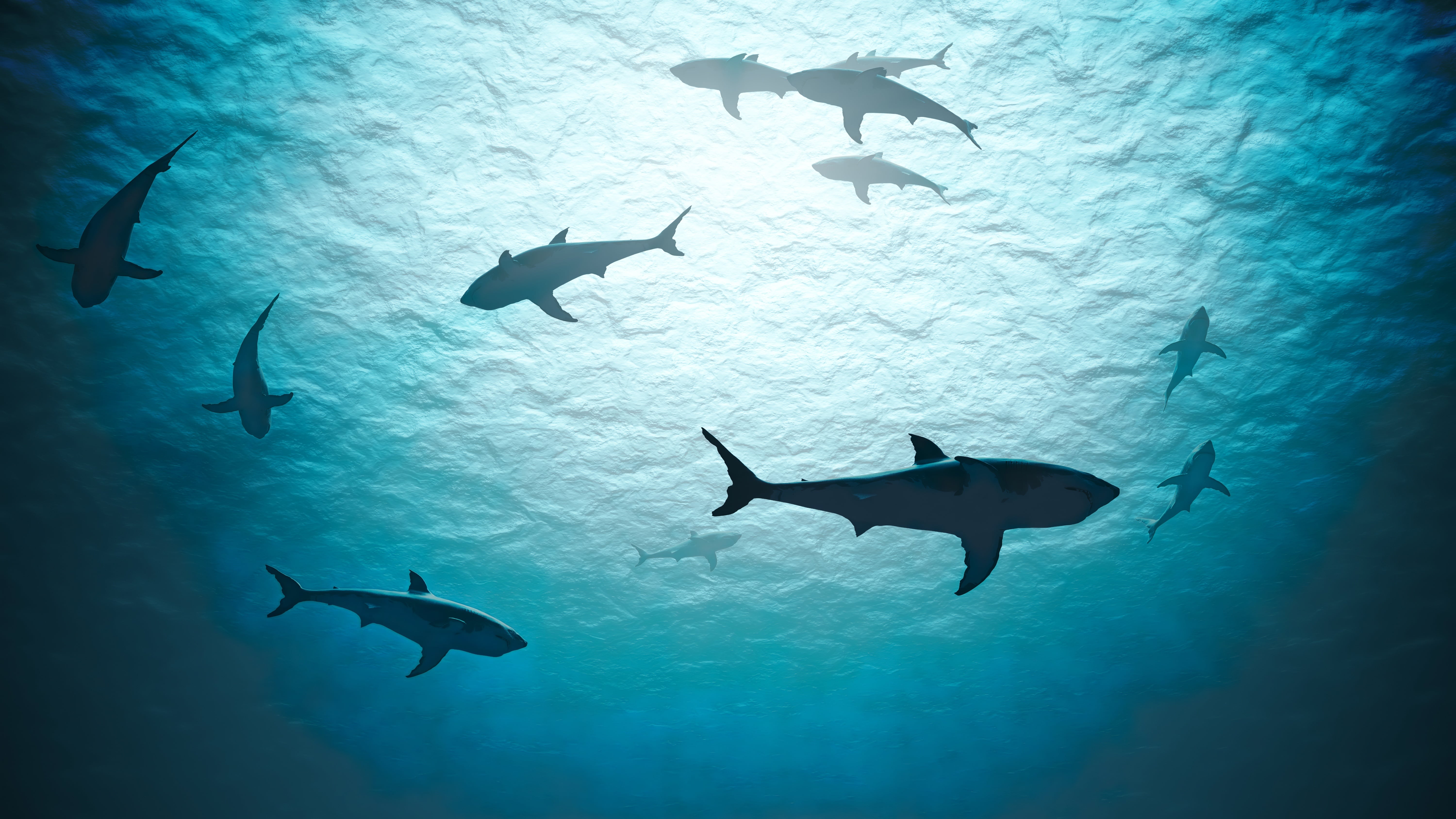 Parmi la mégafaune marine, les requins seraient particulièrement en danger. © Vchalup, Adobe Stock