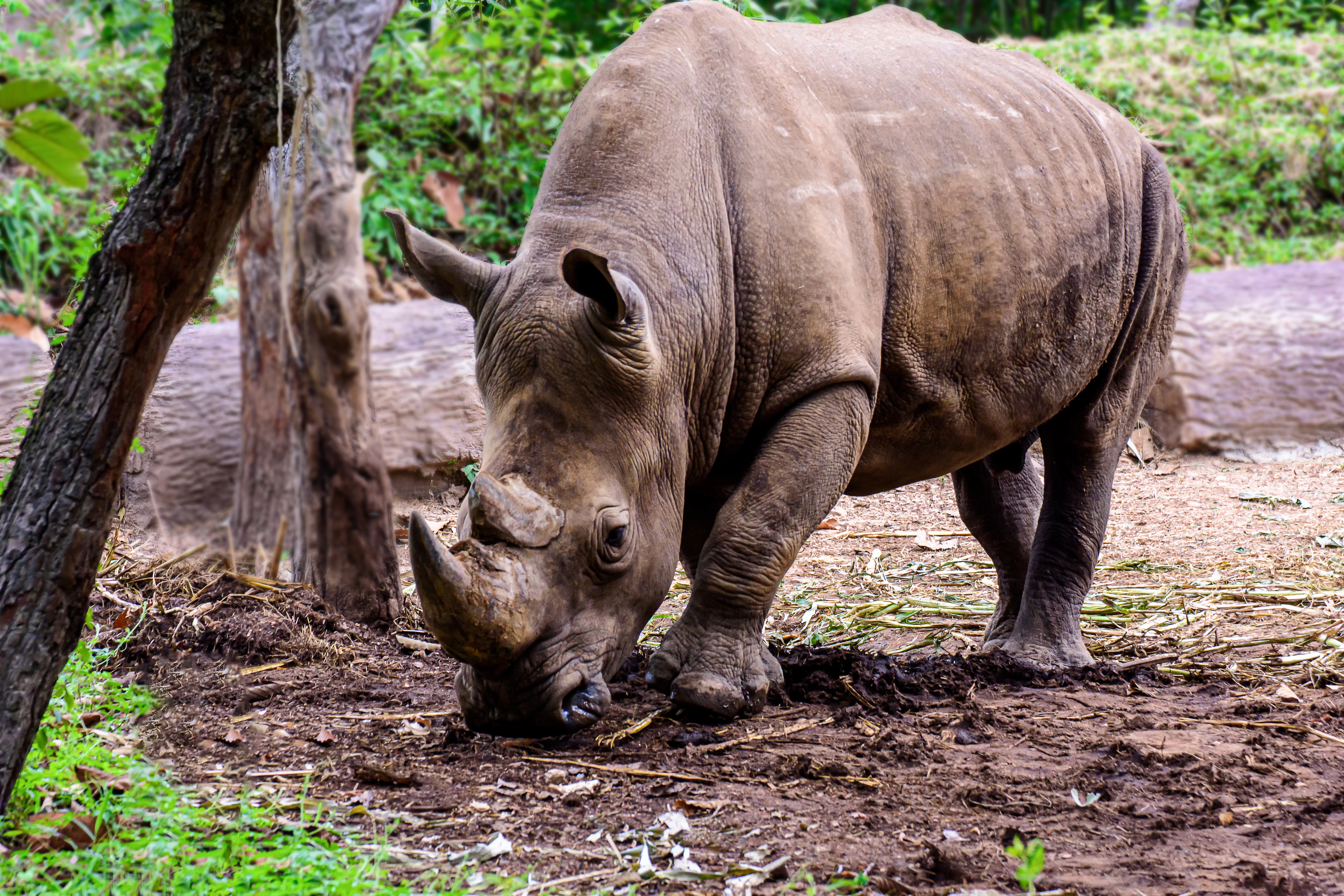 Après la mort d'Iman, il ne reste plus aucun rhinocéros de Sumatra en Malaisie. © Nuwatphoto, Adobe Stock