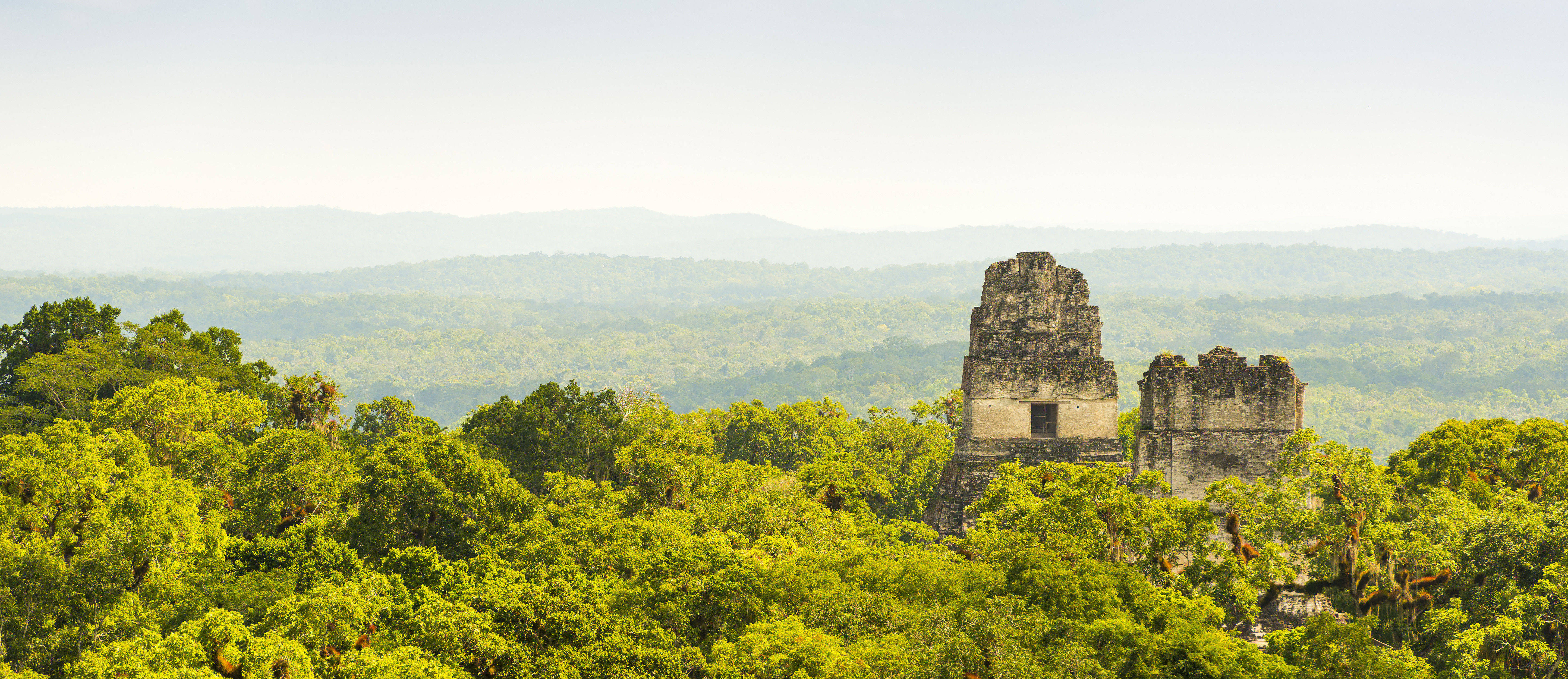 De nombreuses architectures mayas ont été englouties par la végétation, seules les plus hautes s'érigent encore au loin. Photographie des ruines Tikal au Guatemala. © THP Creative, Adobe Stock