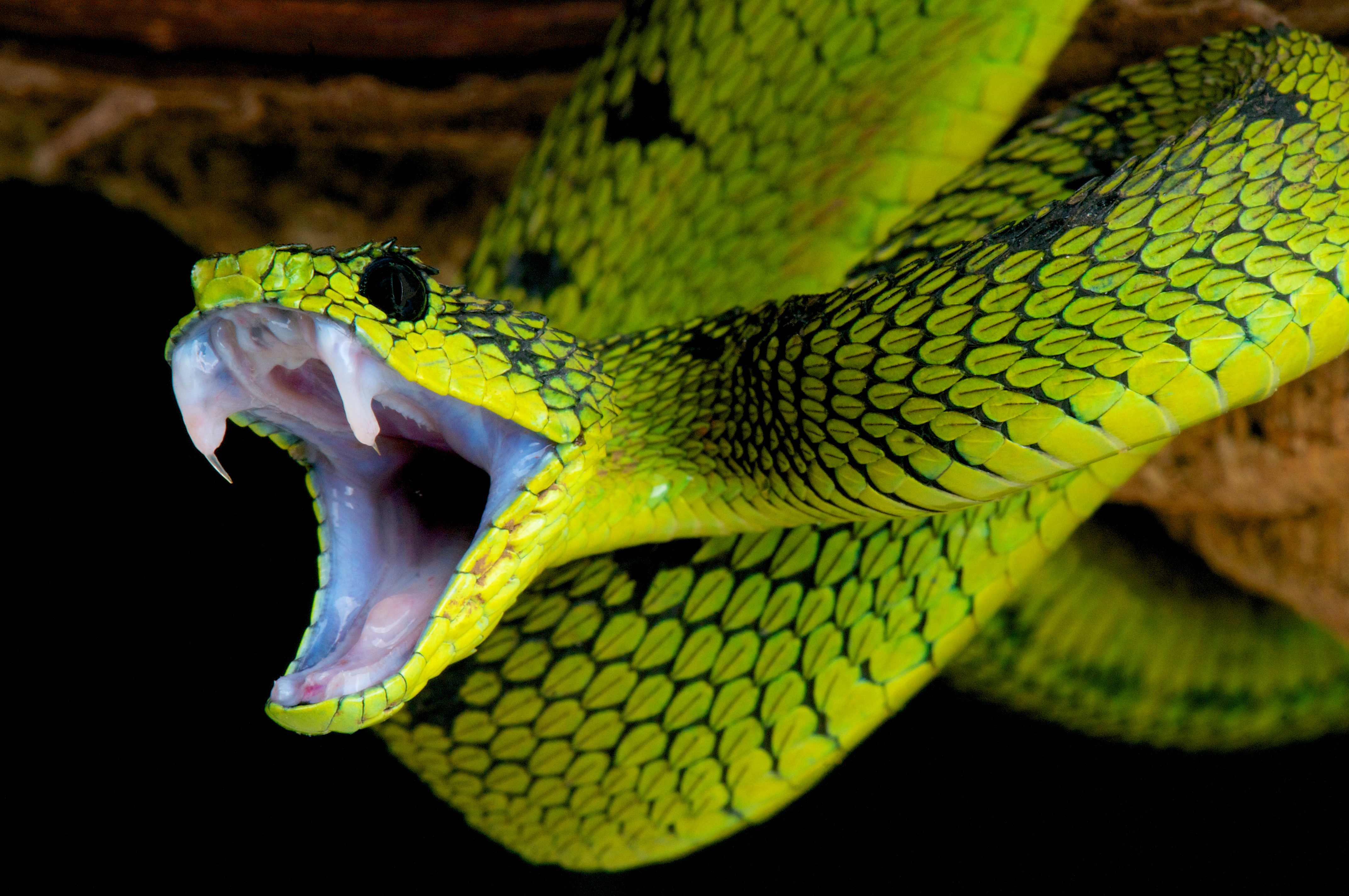 Les morsures de serpents sont toujours une source d'inquiétude en raison de l'inoculation potentielle de venin. Une connaissance préalable des premiers gestes à adopter en cas de morsure permet de gérer au mieux ces situations d'urgence. © mgkuijpers, Adobe Stock