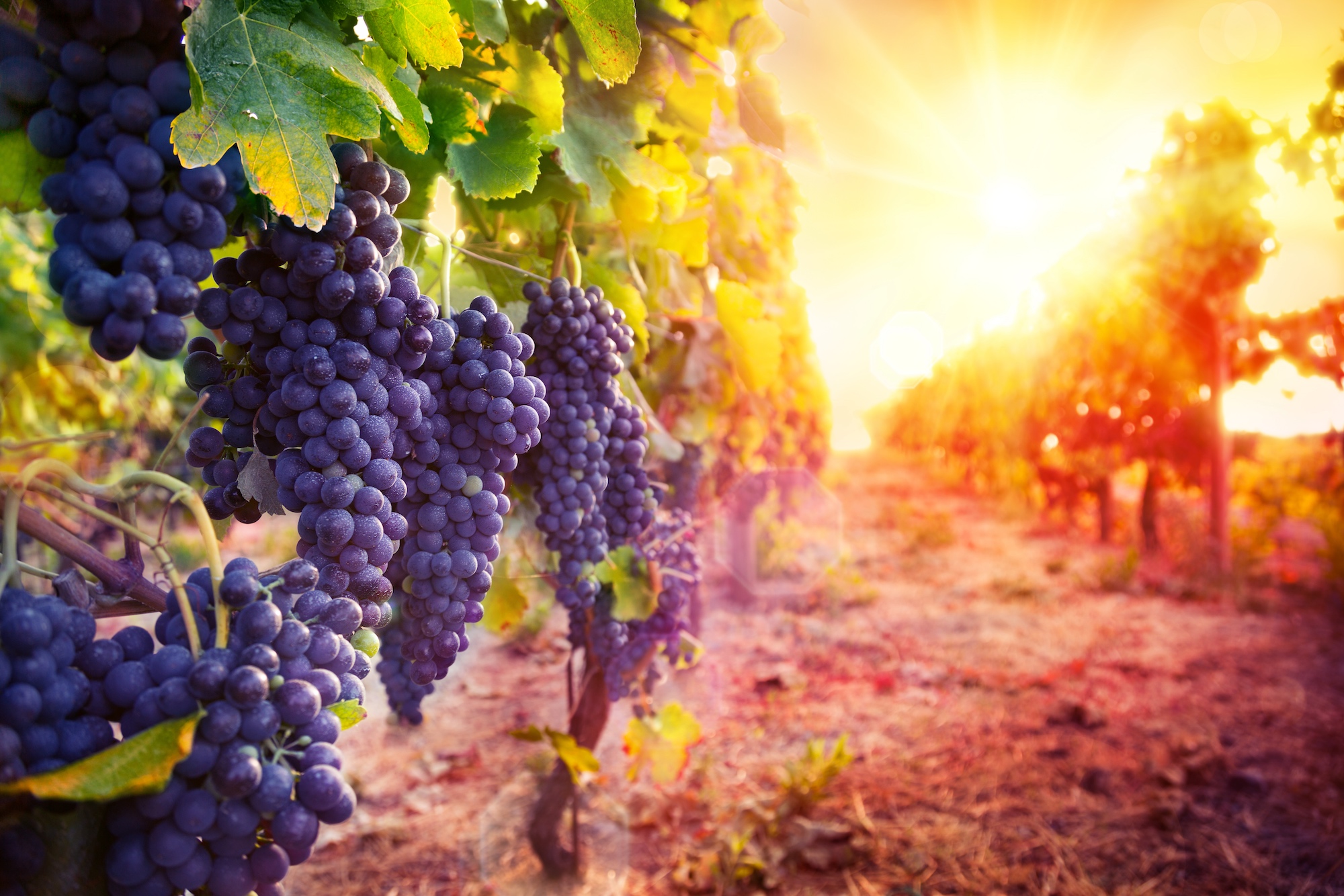 En France, et dans d’autres pays viticoles d'Europe, les vendanges ont lieu de plus en plus tôt ces dernières années. Simples accidents météorologiques liés à des conditions extrêmes ou vraie tendance à long terme liée au changement climatique ? © Romolo Tavani, Shutterstock