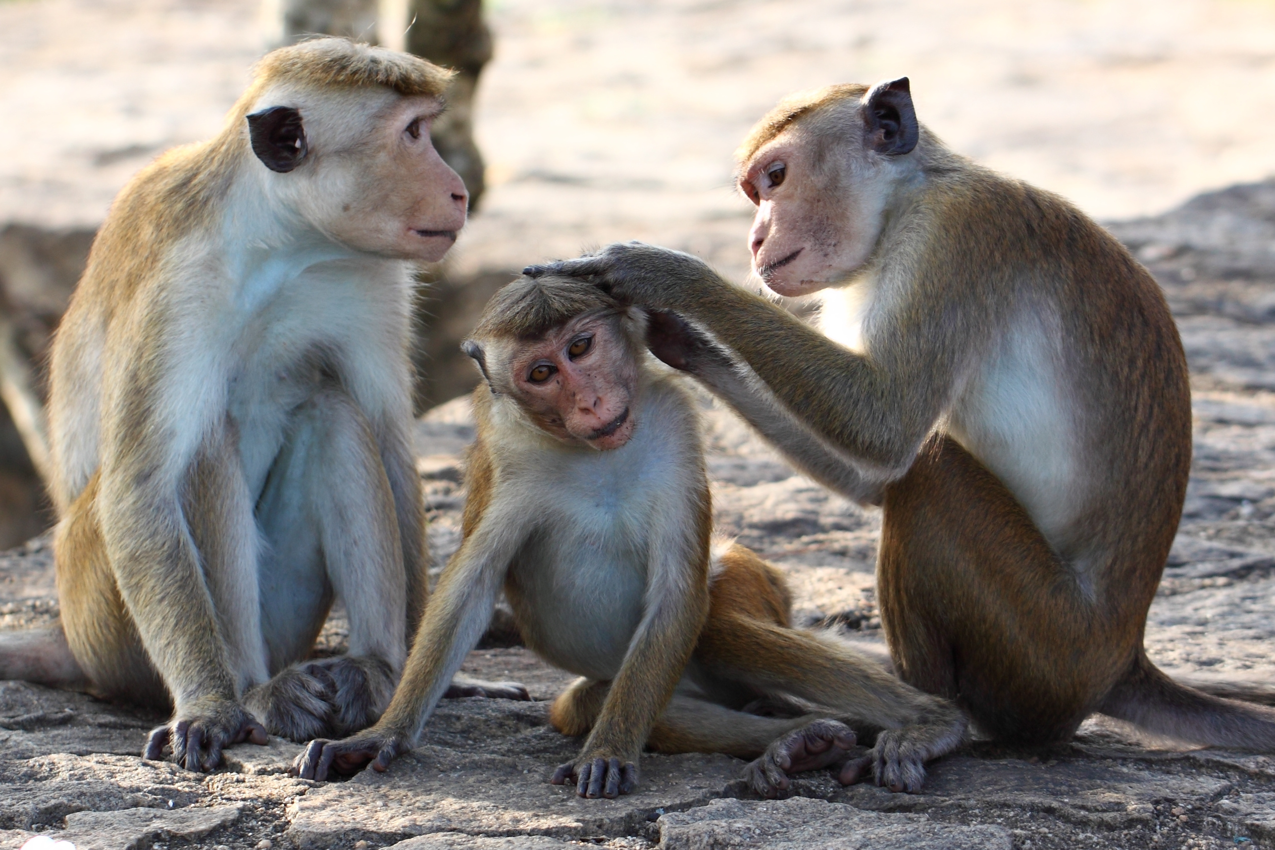Les singes rhésus, Macaca mulatta, mesurent aux alentours de 60 centimètres de long et vivent en Asie. © Leochen66, Adobe Stock