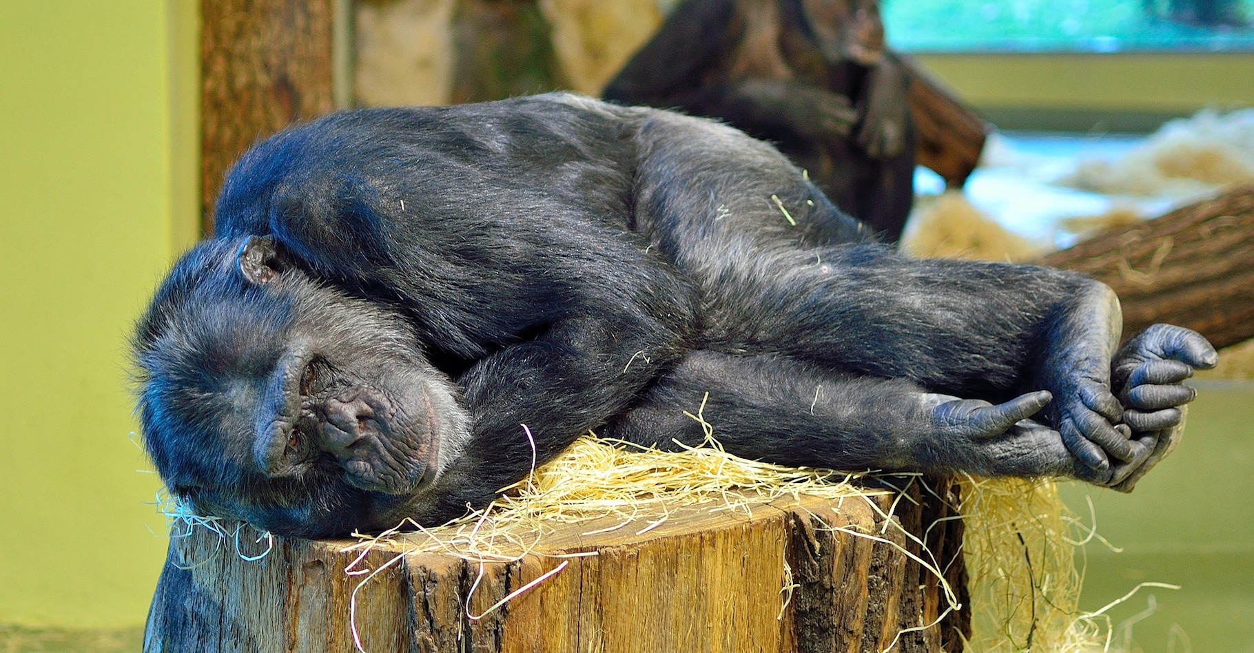 Les grands singes sont, avec l’homme, les seuls primates à faire leur lit. © Pictureman2014, Pixabay, CC0 Public Domain