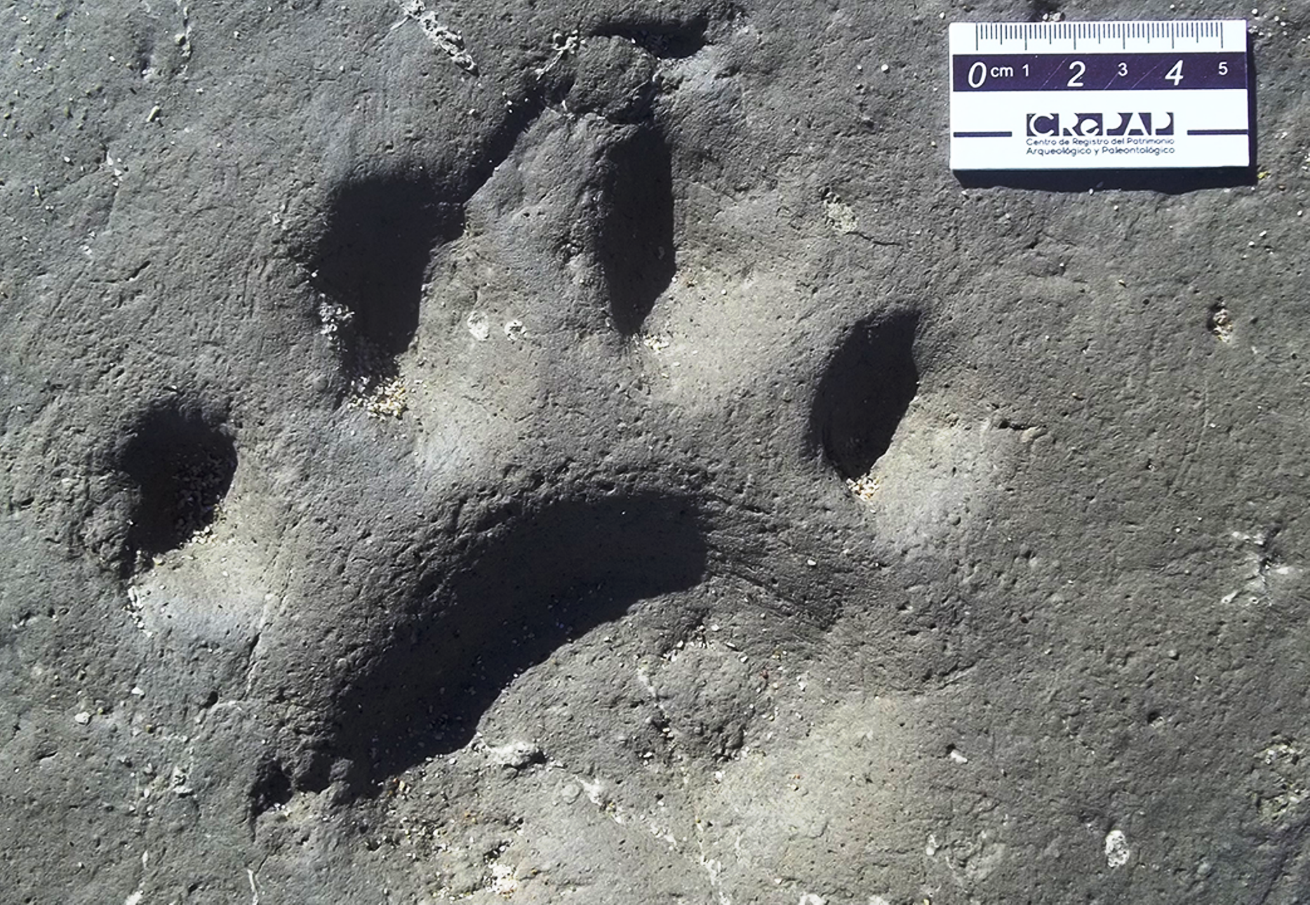 Une des quatre empreintes de pas laissées par un Smilodon en Argentine il y a environ 50.000 ans. Sa taille est d'environ 19 centimètres. © Daniel Boh, Museo Municipal de Miramar
