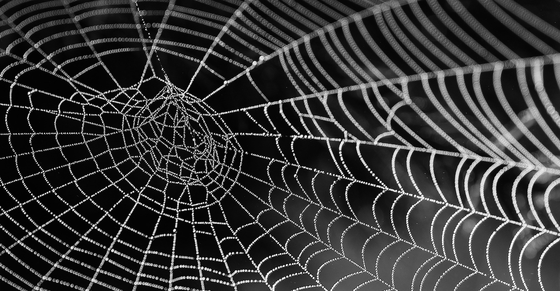 Même si un pas de plus a été fait, la soie d’araignée n’a sans doute pas encore livré tous ses secrets. © bella67, Pixabay, CC0 Creative Commons