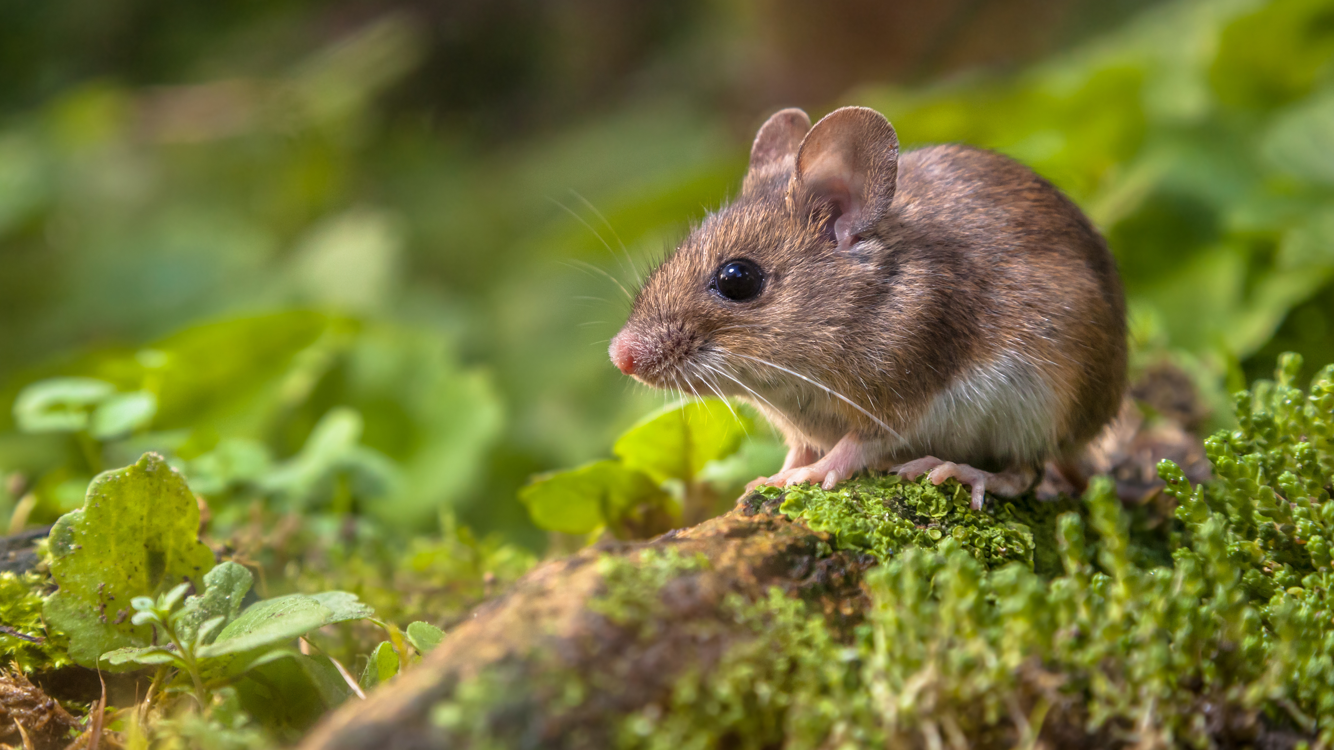 Le terme « souris » est un nom vernaculaire, c'est-à-dire qu'il ne fait référence à aucune classification scientifique précise. © Creativenature.nl, Adobe Stock