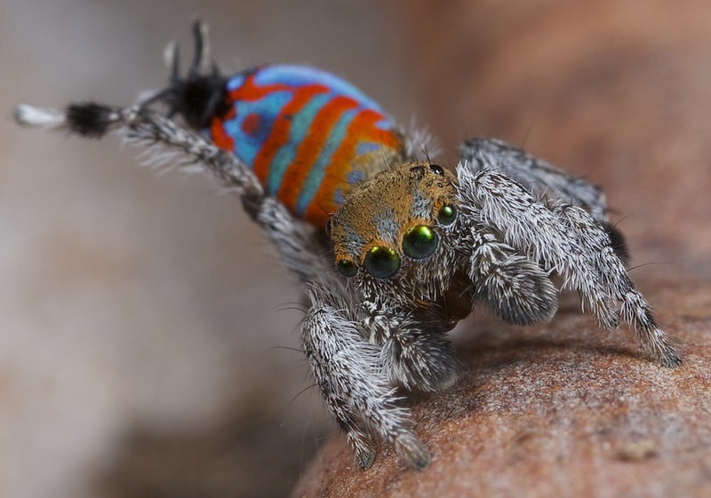 Un mâle d'araignée paon de l'espèce Maratus jactatus étend l'une de ses pattes pour séduire une femelle lors d'une danse d'accouplement. © Jürgen Otto