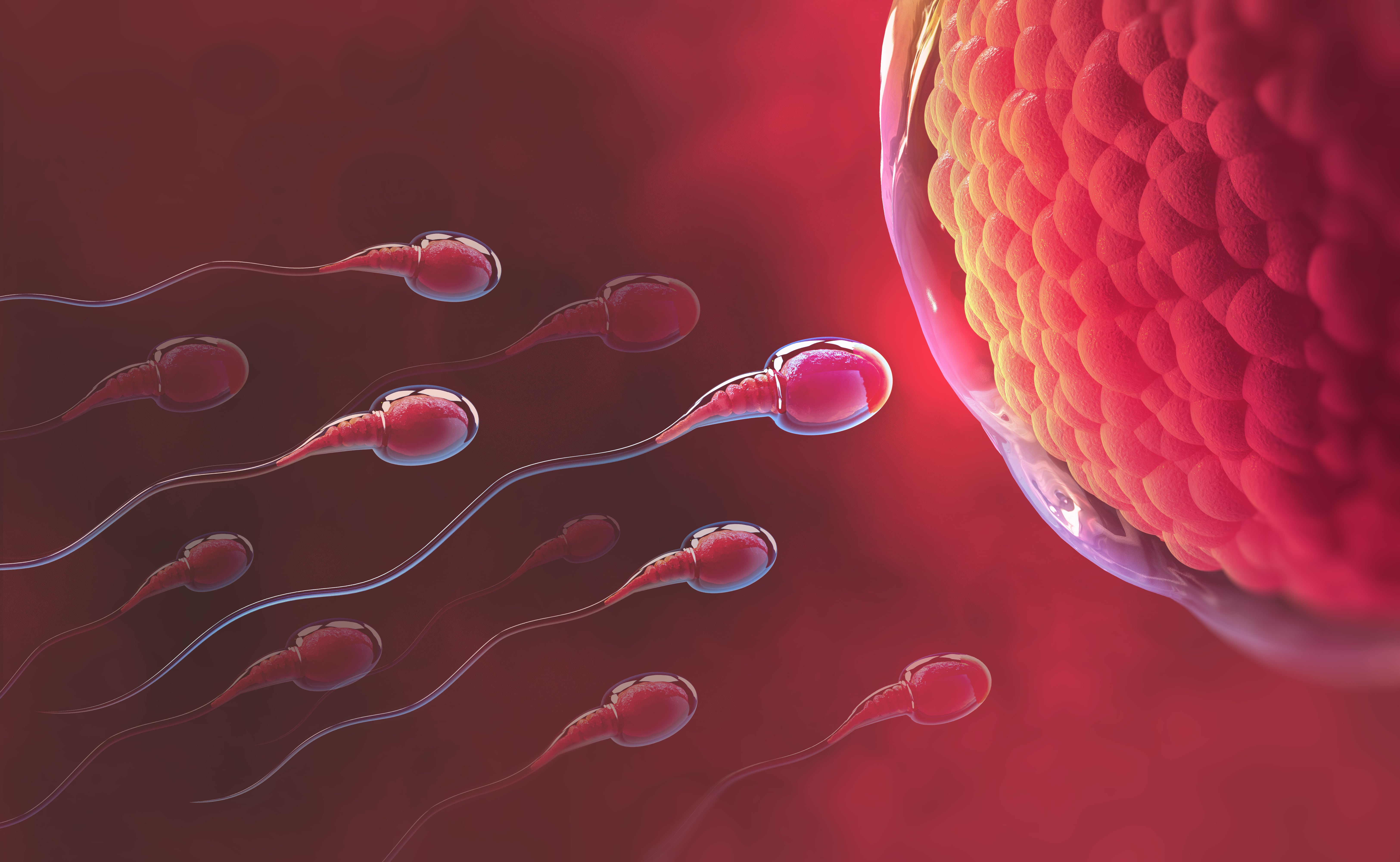 La course des spermatozoïdes inclut parfois du « poison ». © Siarhei, Adobe Stock