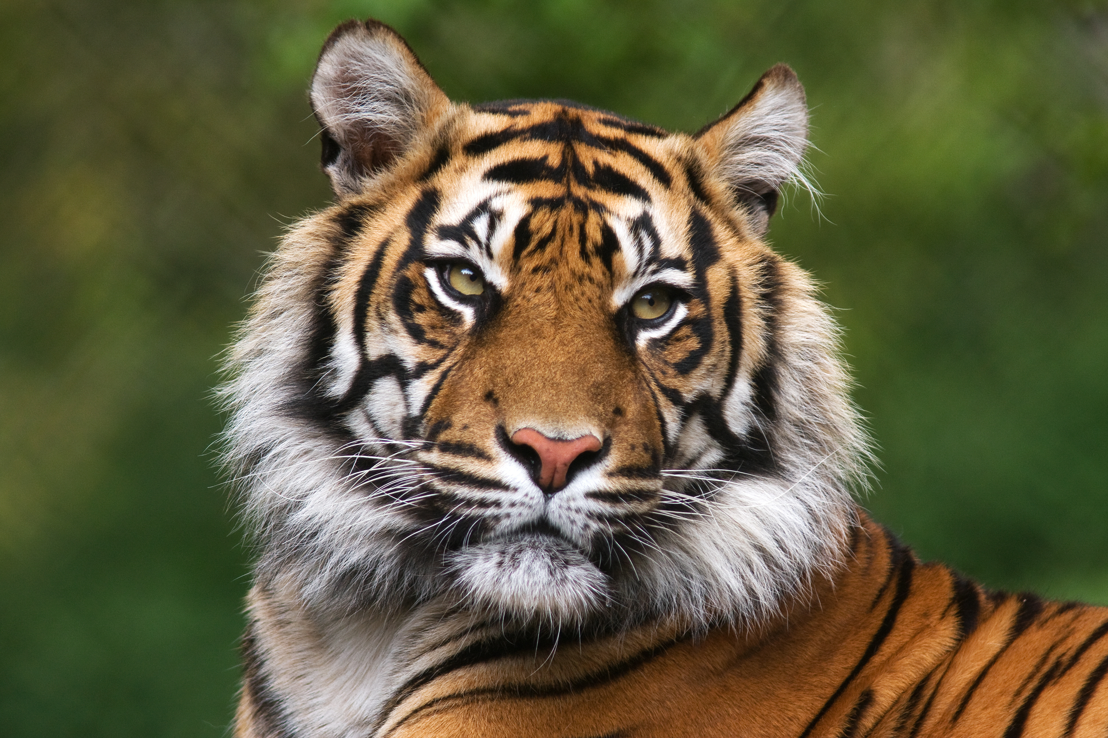 L'espèce du tigre, Panthera tigris, comporte plusieurs sous-espèces. Dont le tigre d'Indochine, qui vit entre autres en Thaïlande. © Bertie10, Adobe Stock