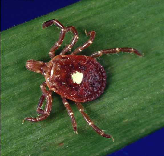 Photographie de la tique&nbsp;Amblyomma americanum.&nbsp;Une étude suggère qu'elle véhiculerait le virus&nbsp;HRTV. © CDC, Wikimedia Commons, DP