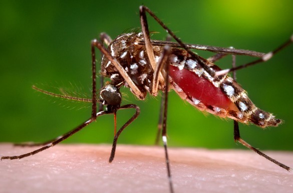Aedes albopictus et ses rayures noires et blanches est un des deux vecteurs (avec Aedes aegypti) du virus du Chikungunya. © CDC