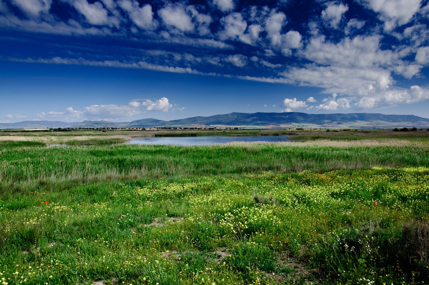 Les prairies à haute biodiversité pourraient davantage résister aux événements climatiques extrêmes. Ici, une prairie dans le Parc national des Tablas de Daimiel, en Espagne. © yannboix, Flickr, CC by 2.0