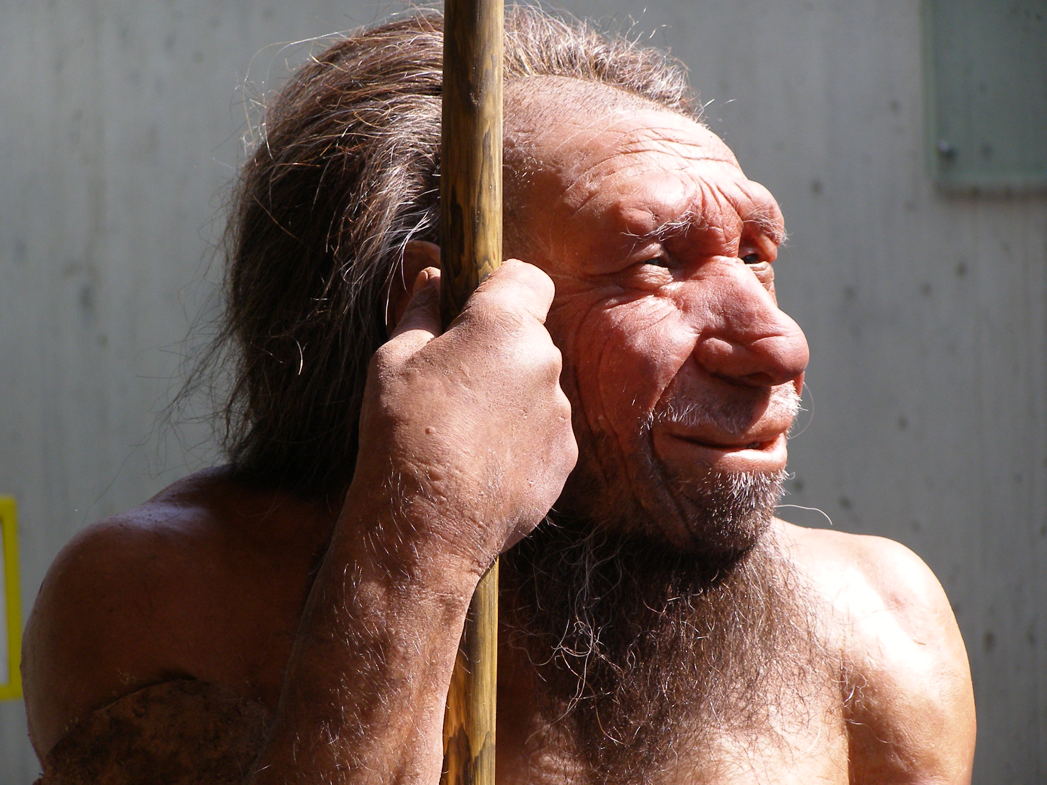 « Les Néandertaliens avaient vécu en Europe et dans l’ouest de l’Asie pendant 200.000 ans avant l’arrivée des humains modernes. Ils étaient probablement bien adaptés au climat, à l’alimentation et aux pathogènes et en s’accouplant avec eux, nous humains modernes avons hérité de ces adaptations avantageuses » explique Janet Kelso qui a signé une des deux études sur ce sujet. © Erich Ferdinand, Flickr, CC BY 2.0