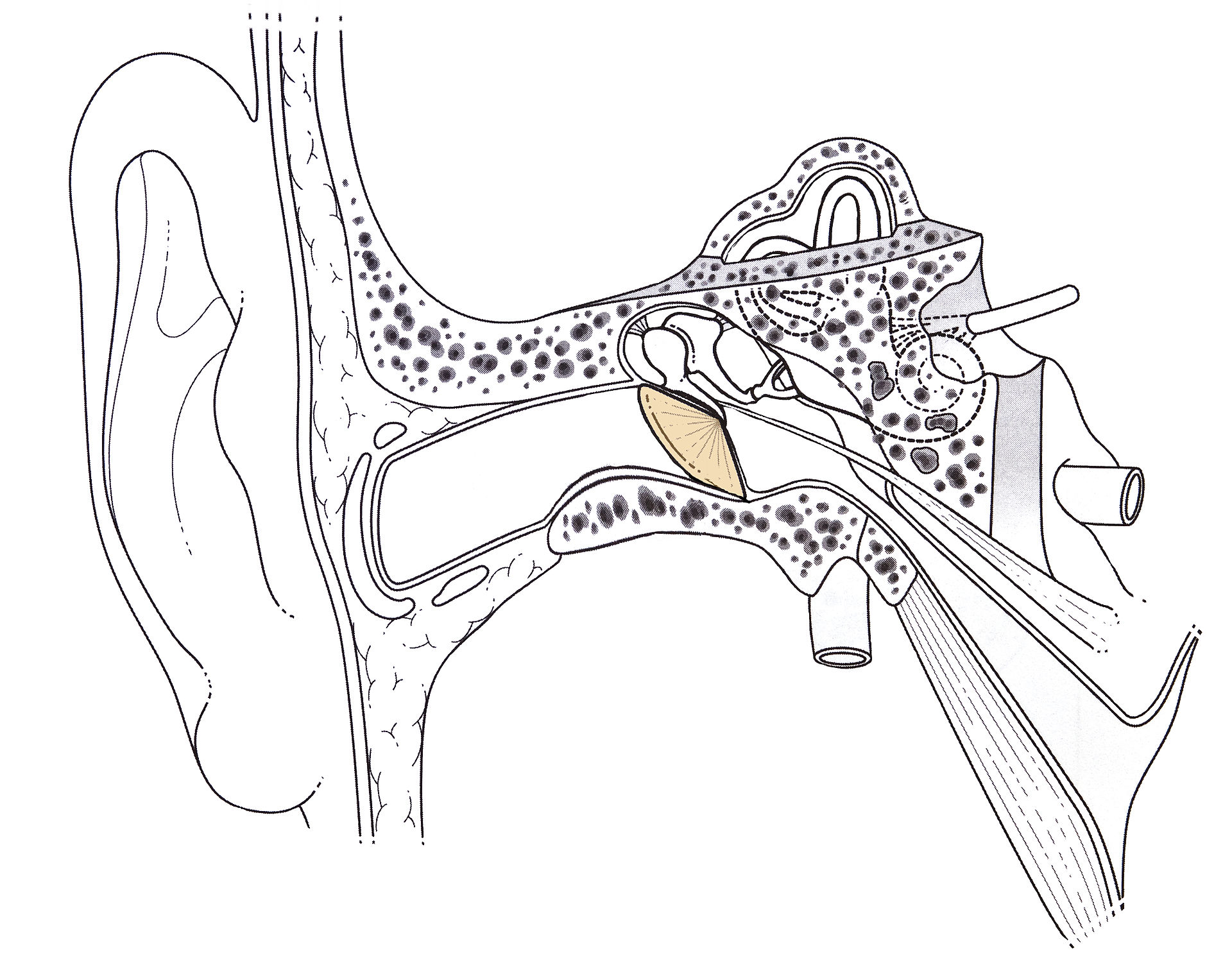 Schéma de l’oreille humaine. Le tympan est en jaune. Apanage des animaux terrestres, cet organe est fixé sur des os embryologiquement liés à ceux de la mâchoire, lesquels diffèrent entre, d'une part, les reptiles et les oiseaux et, d'autre part, les mammifères. © Wikipédia, CC BY-SA 3.0