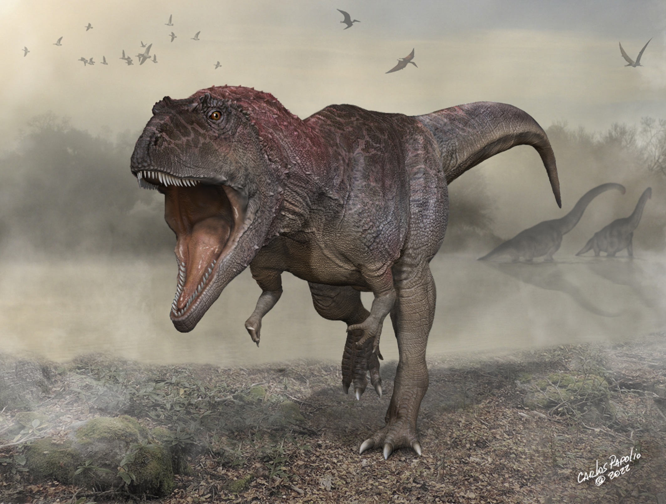 Meraxes gigas, un nouveau prédateur géant du Crétacé, qui ressemble étrangement au T-rex avec ses tout&nbsp;petits bras. © Carlos Papolio