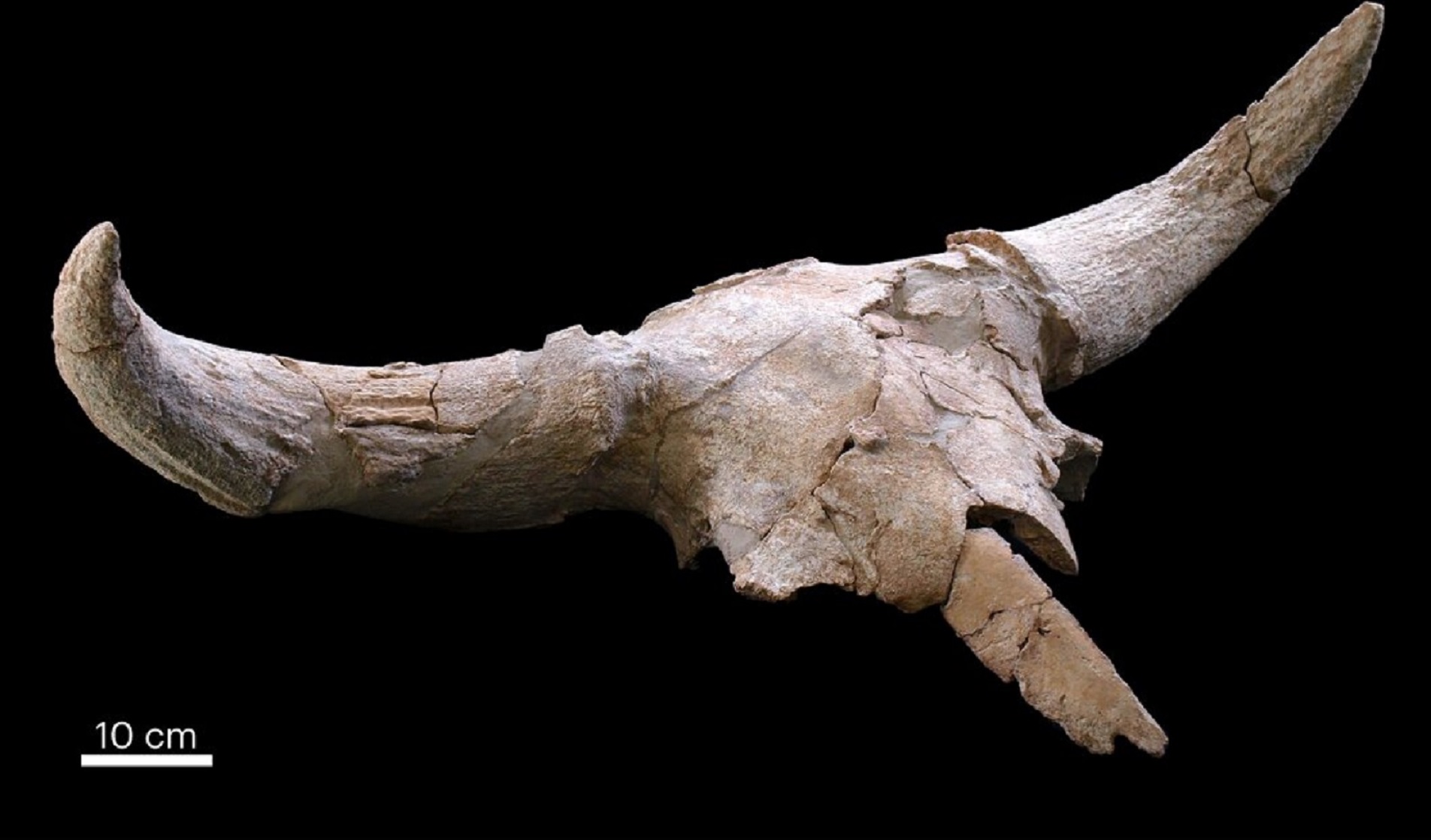 Un crâne de bison retrouvé dans une grotte espagnol témoigne du comportement symbolique de Néandertal. © Baquedano et al. 2023, Nature human behaviour, CC by-sa 4.0