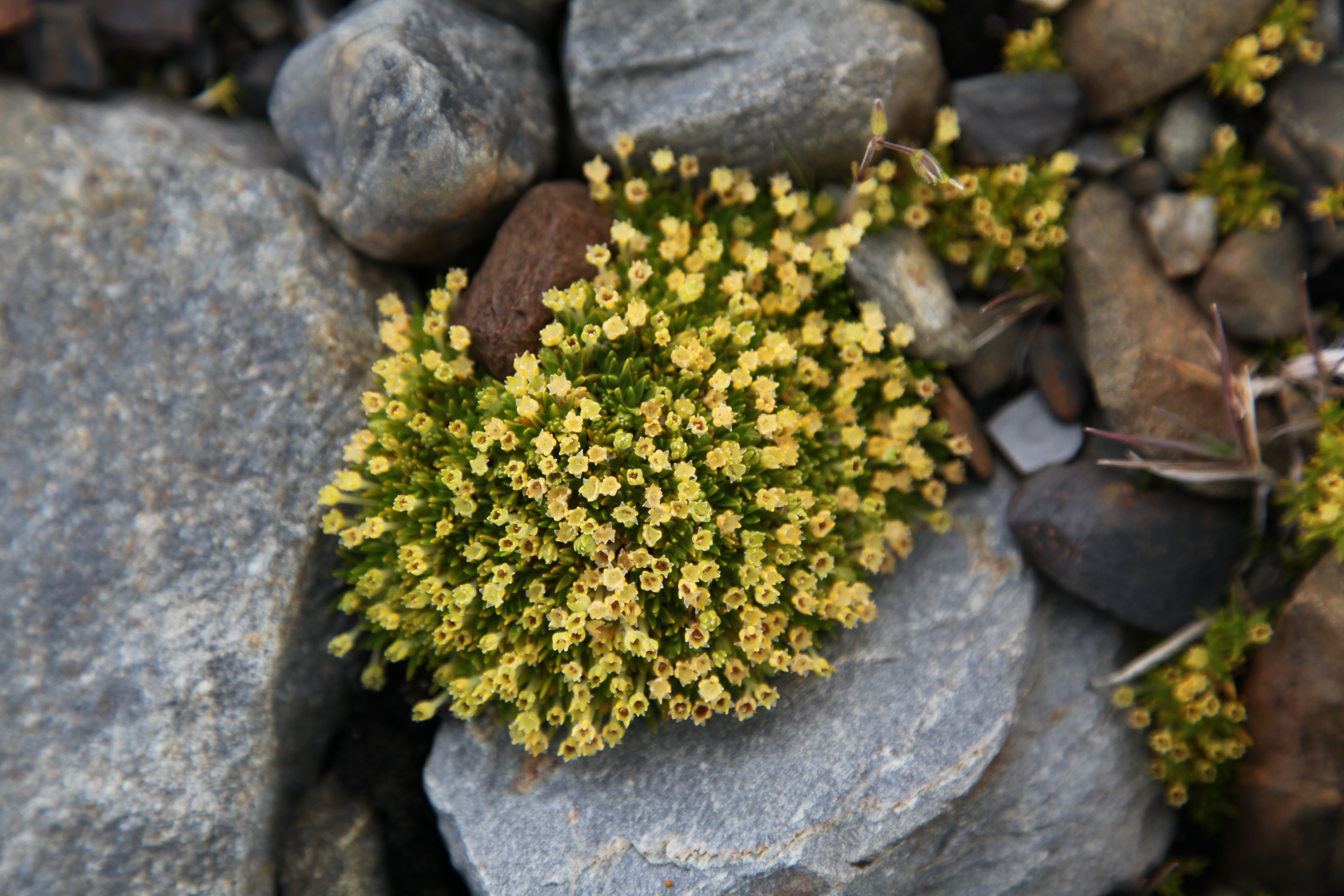 Colobanthus quitensis, la sagine antarctique, est l'une des deux espèces de plantes endémiques de la région antarctique à connaître une expansion fulgurante depuis quelques décennies. © Liam Quinn, Wikimedia Commons, CC by-sa 2.0