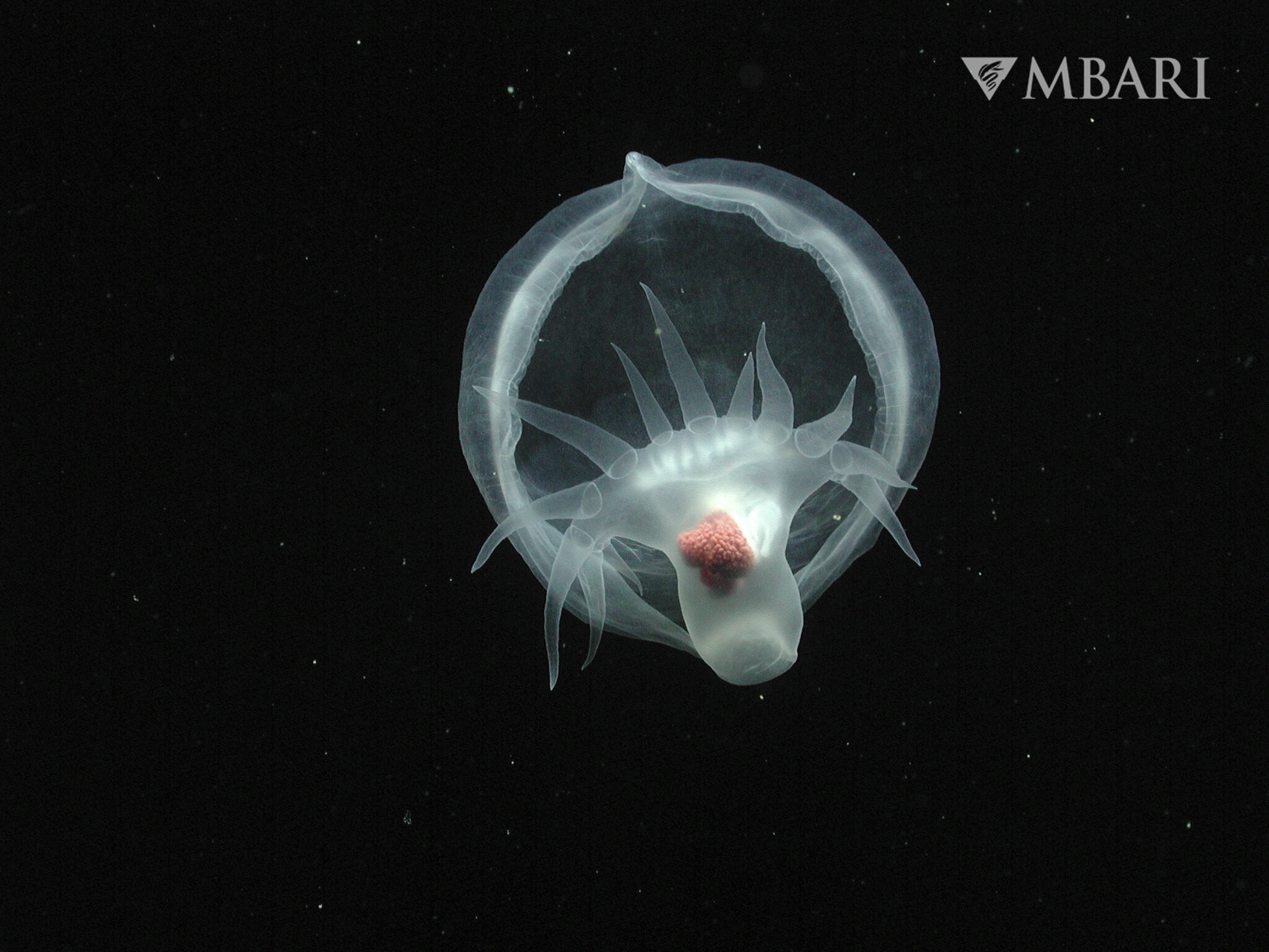 Cet étrange mollusque découvert à plus de 2 600 mètres de profondeur représente une nouvelle espèce (Bathydevius caudactylus) faisant partie des limaces de mer. Photographie prise lors d'une plongée opérée par MBARI avec le sous-marin Tiburon dans le canyon sous-marin de Monterey. © Monterey Bay Aquarium &amp; Research Institute