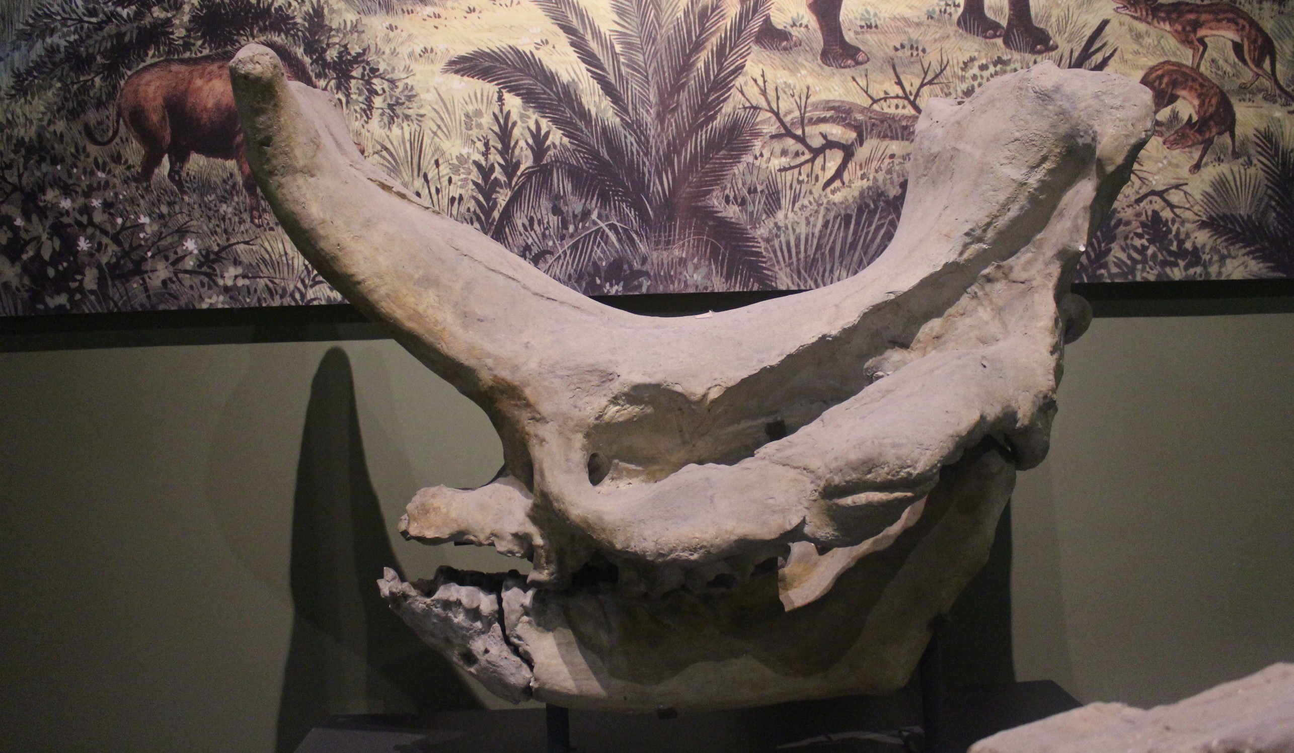 Crâne d'Embolotherium, l'un des mammifères d'origine asiatique ayant colonisé précocement l'Europe. © Jonathan Chen, Wikimedia Commons, CC by-sa&nbsp;4.0