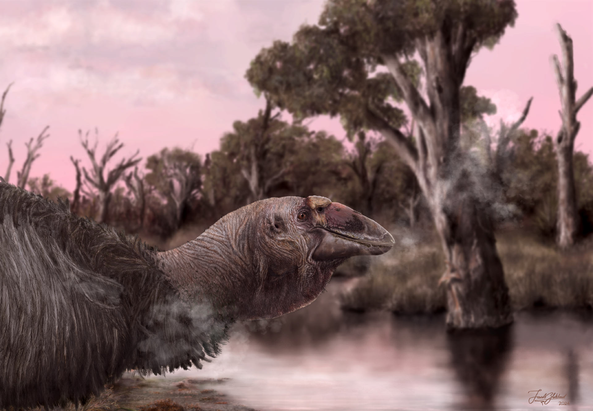 Illustration de Genyornis newtoni dans son environnement du sud de l'Australie, il y a 50 000 ans. © Jacob C. Blokland