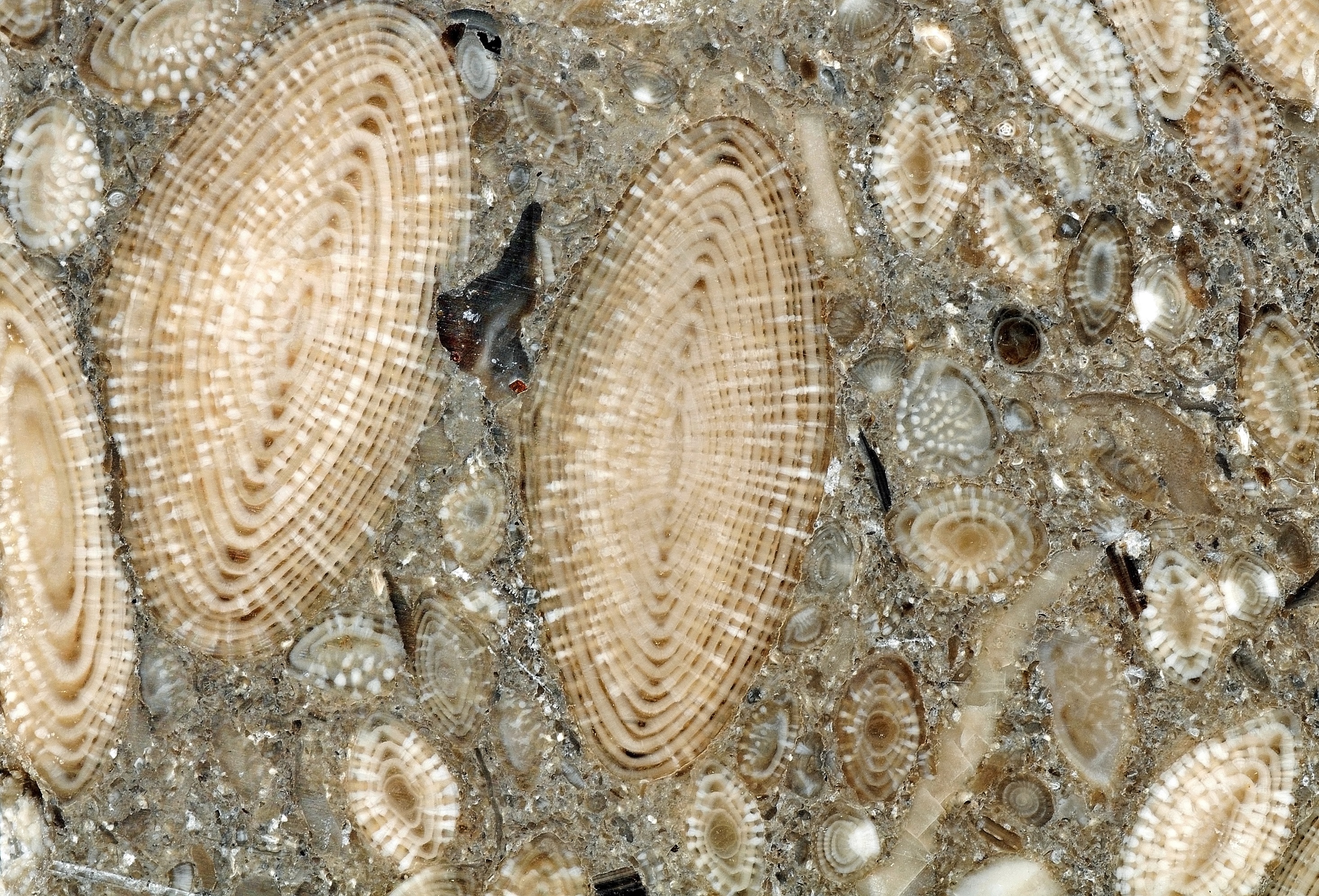 Les nummulites sont des foraminifères marins fossiles. © Parent Géry, Wikimedia Commons, CC by-sa 3.0